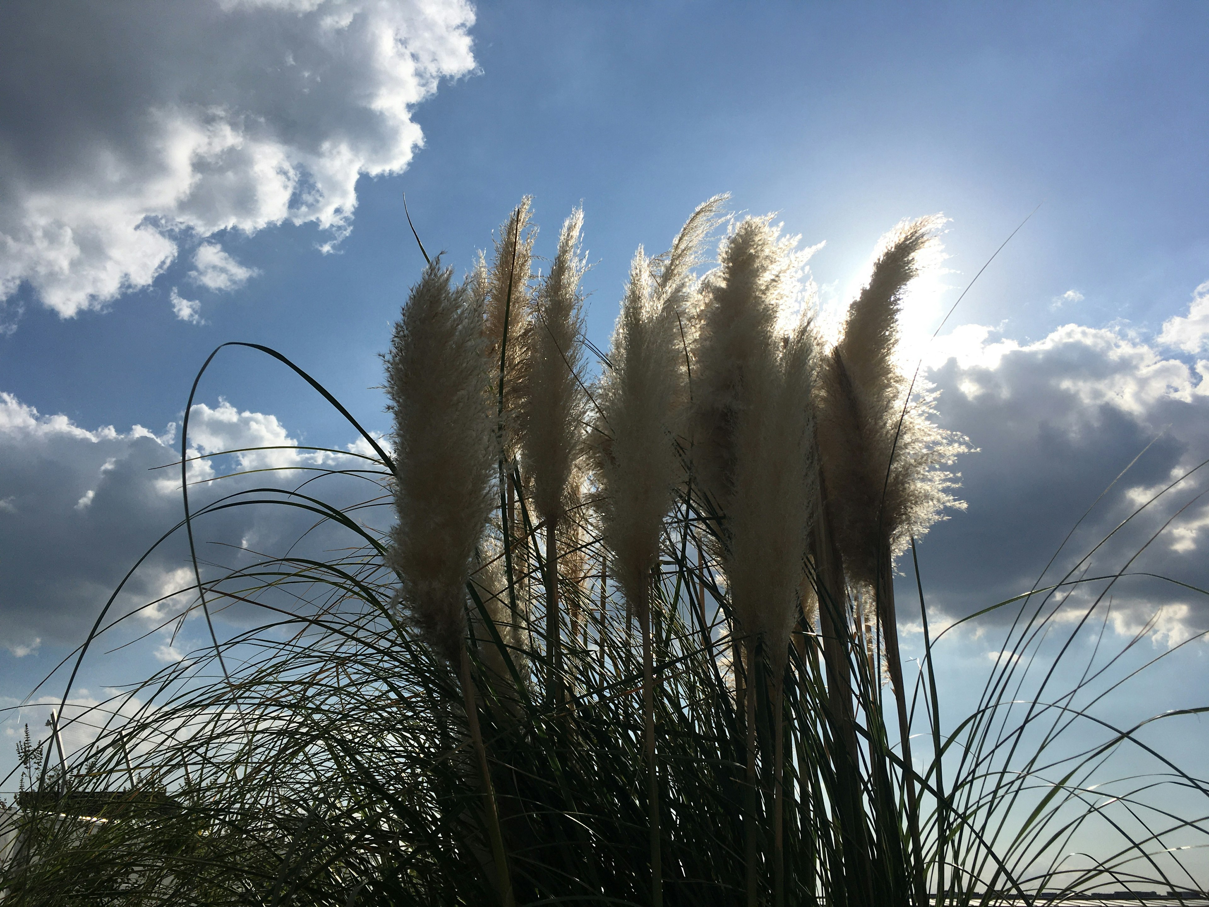 Pampas grass silhouetted against a bright blue sky