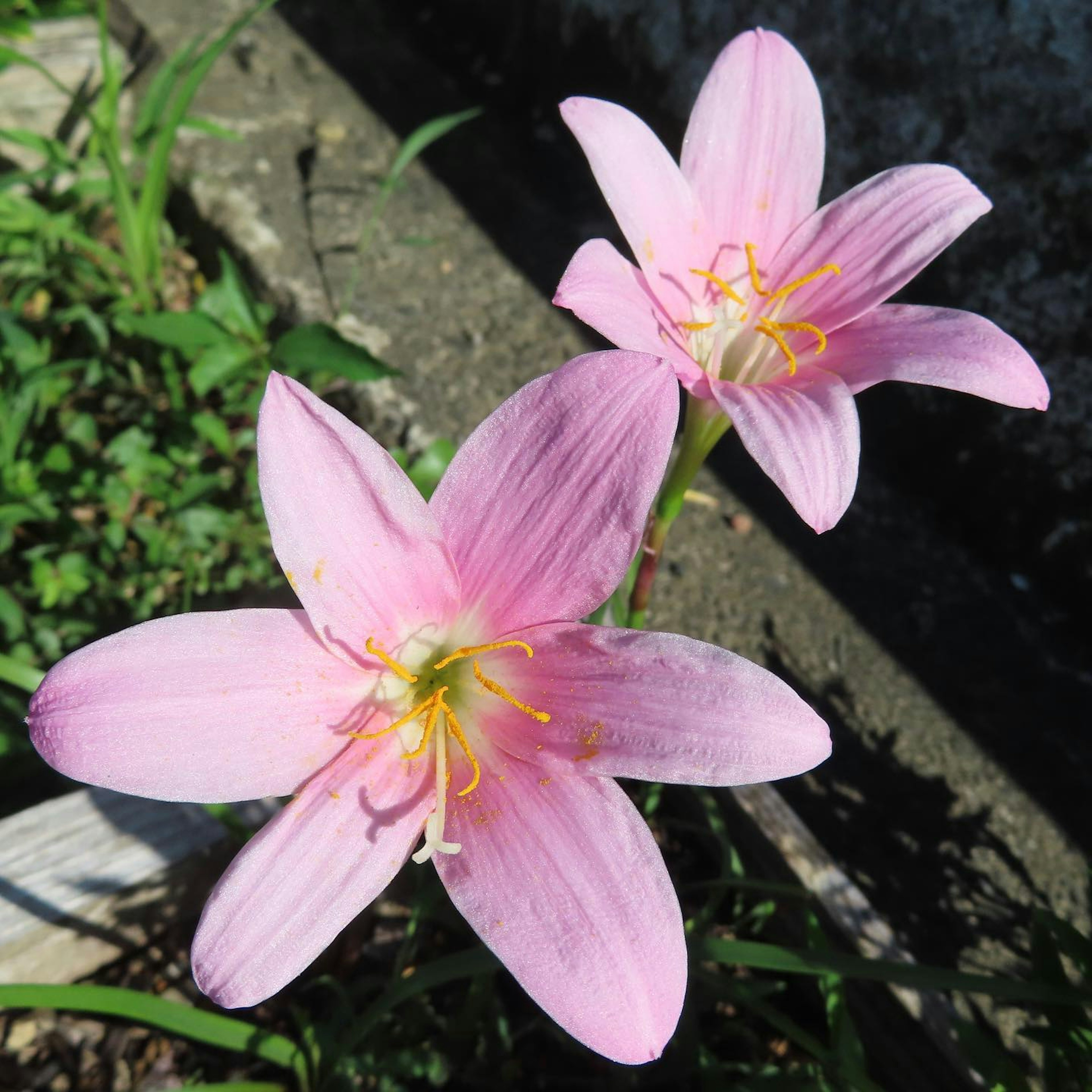 花園中盛開的兩朵粉色花朵