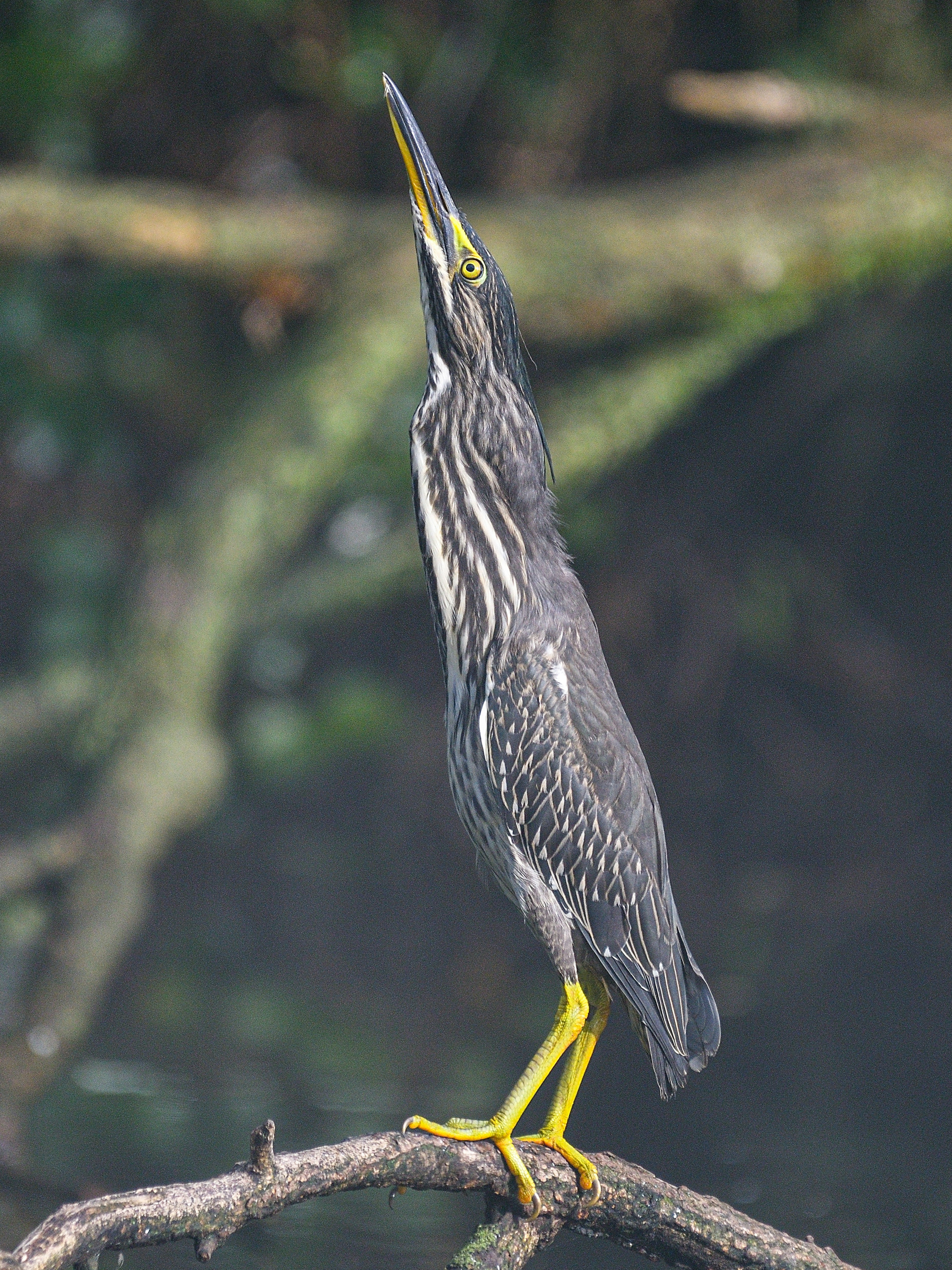 Un ave gris similar a una garza de pie en una rama mirando hacia arriba