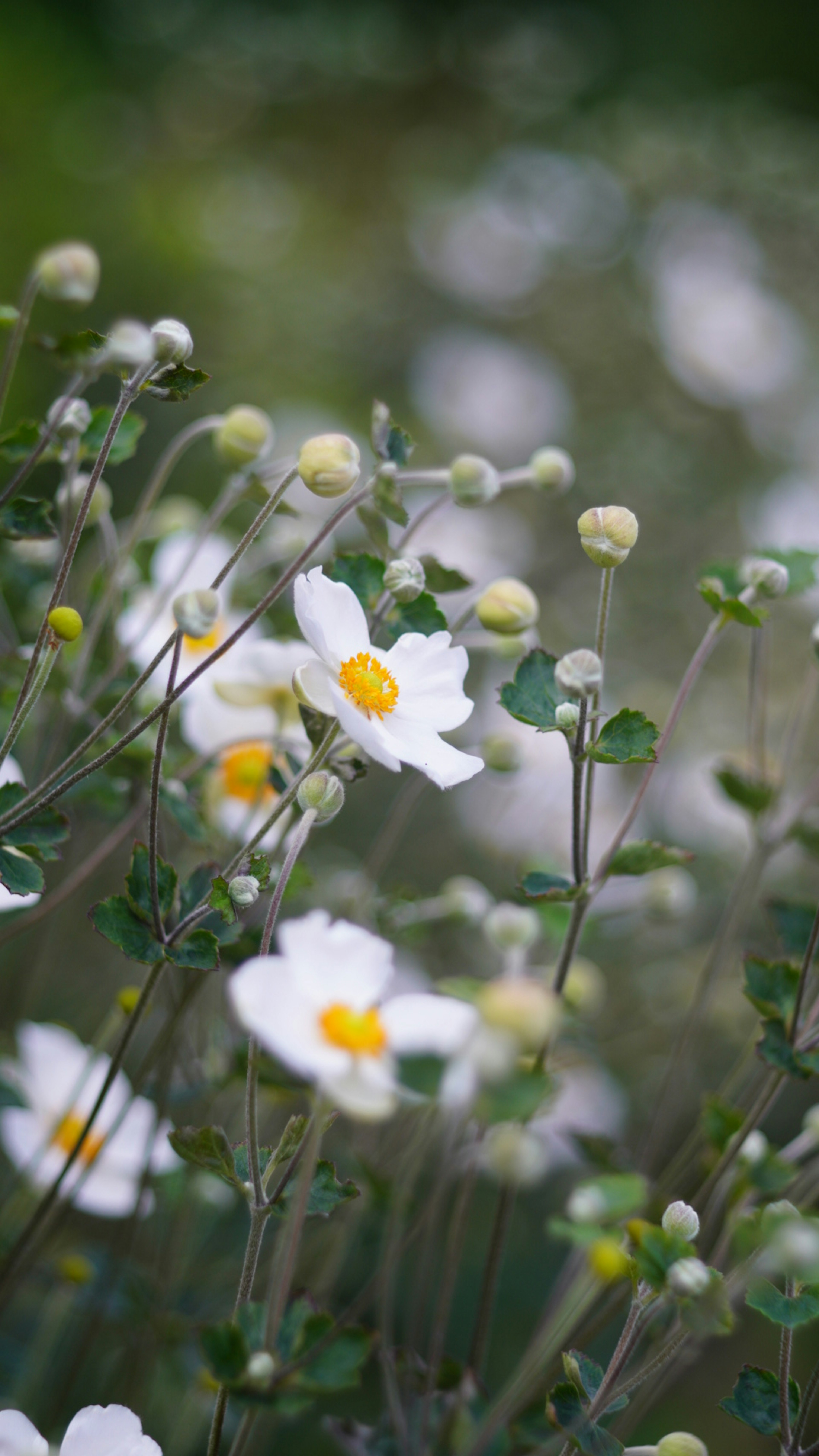 Campo de flores blancas con centros amarillos en flor