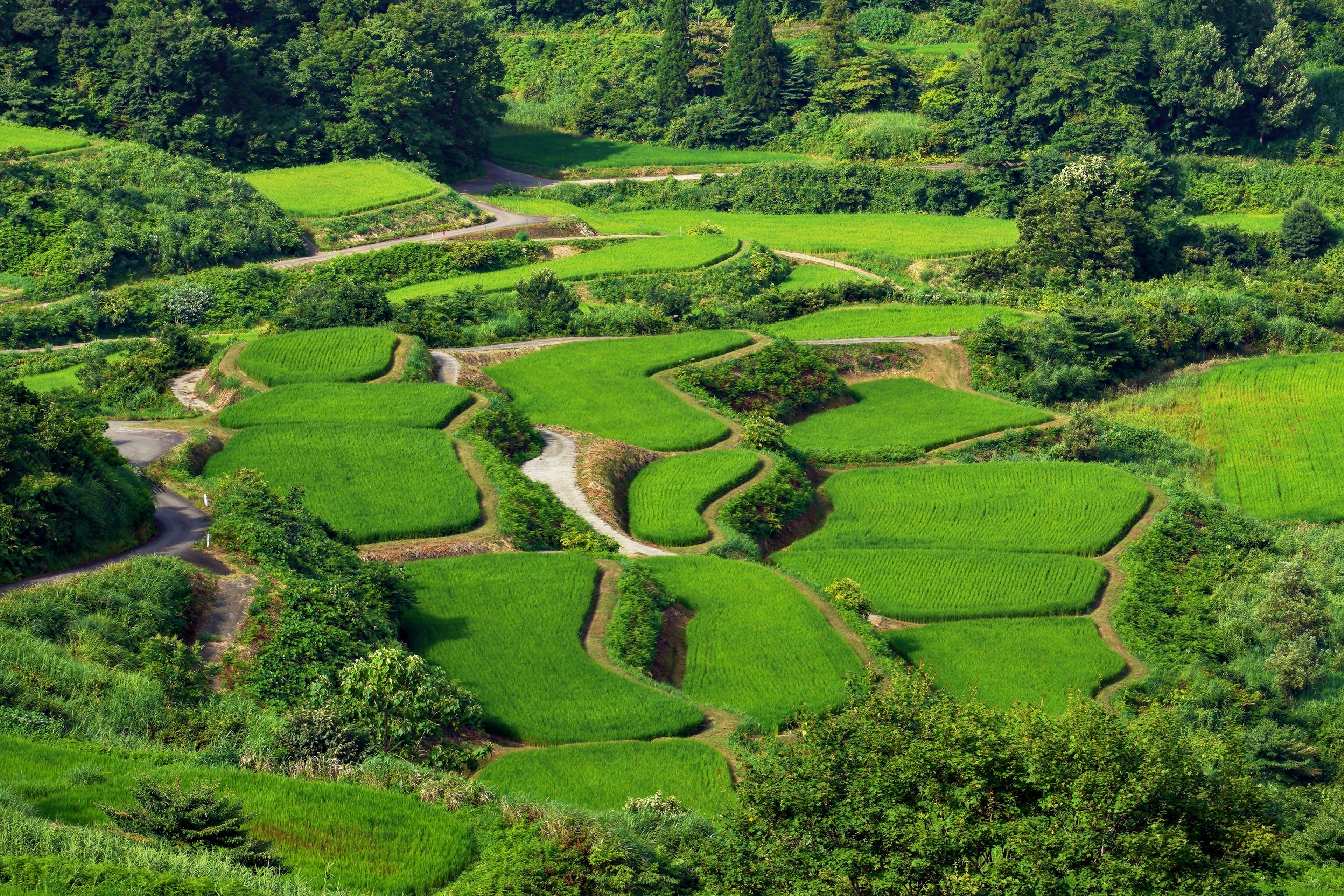 Ladang padi teras hijau subur dengan jalan berkelok