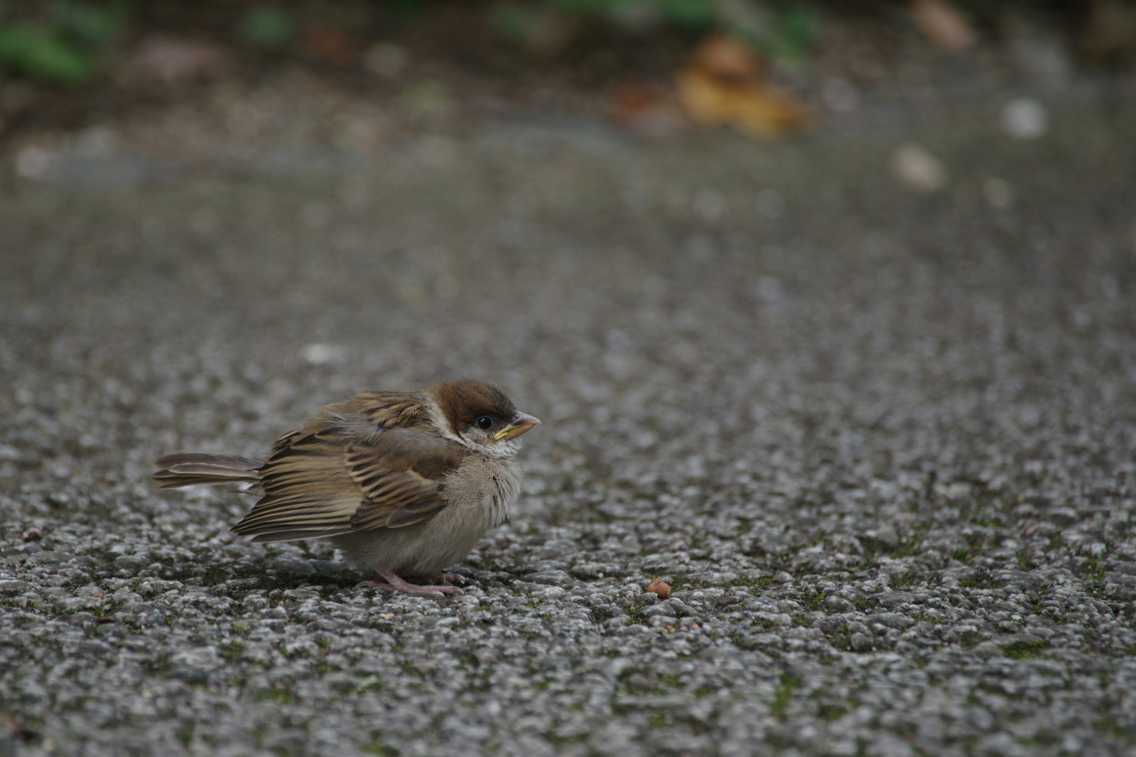 A small bird standing on the ground with gravel and greenery in the background