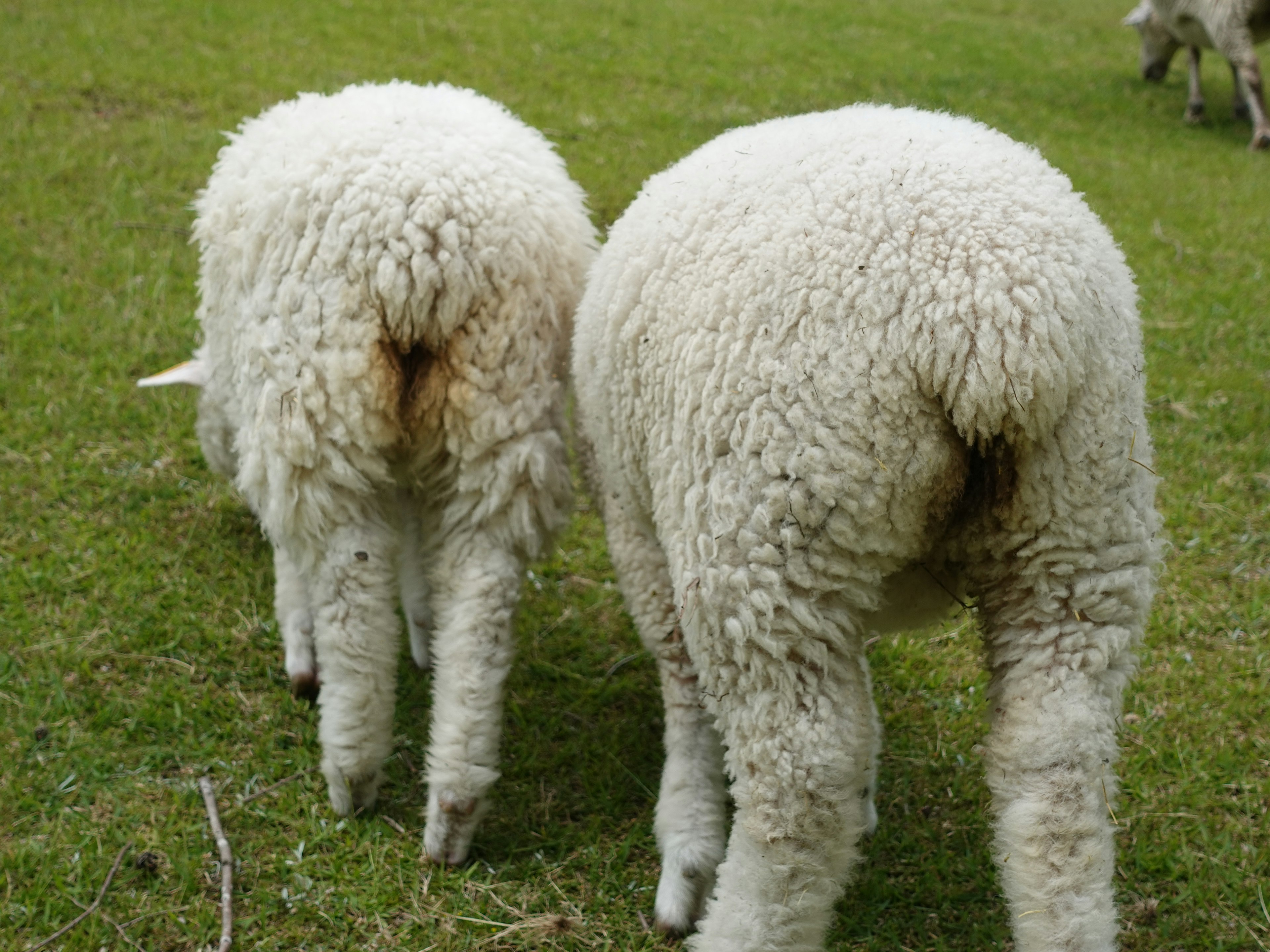 Deux moutons vus de derrière dans un champ d'herbe