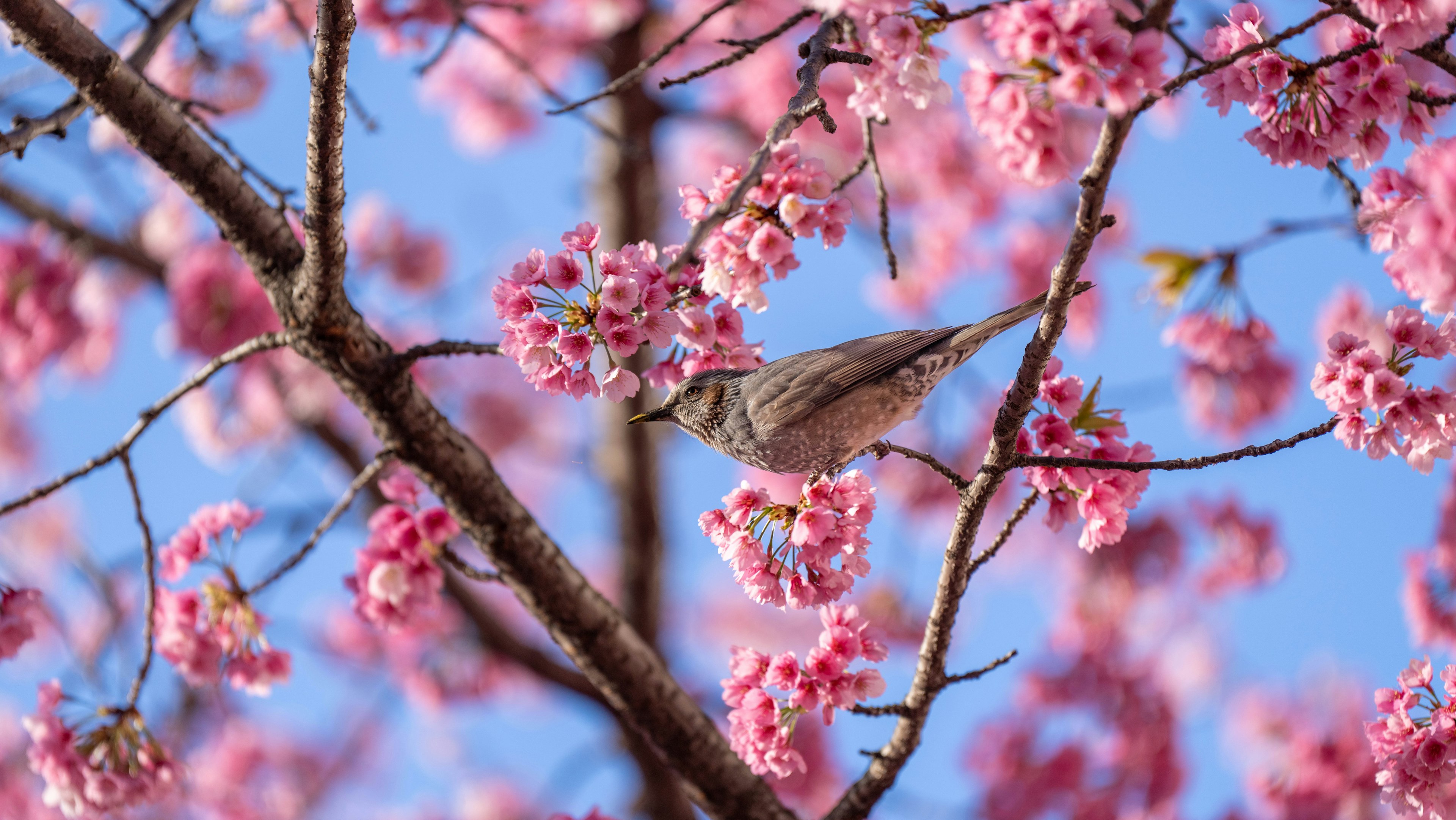 A bird perched among cherry blossoms against a blue sky