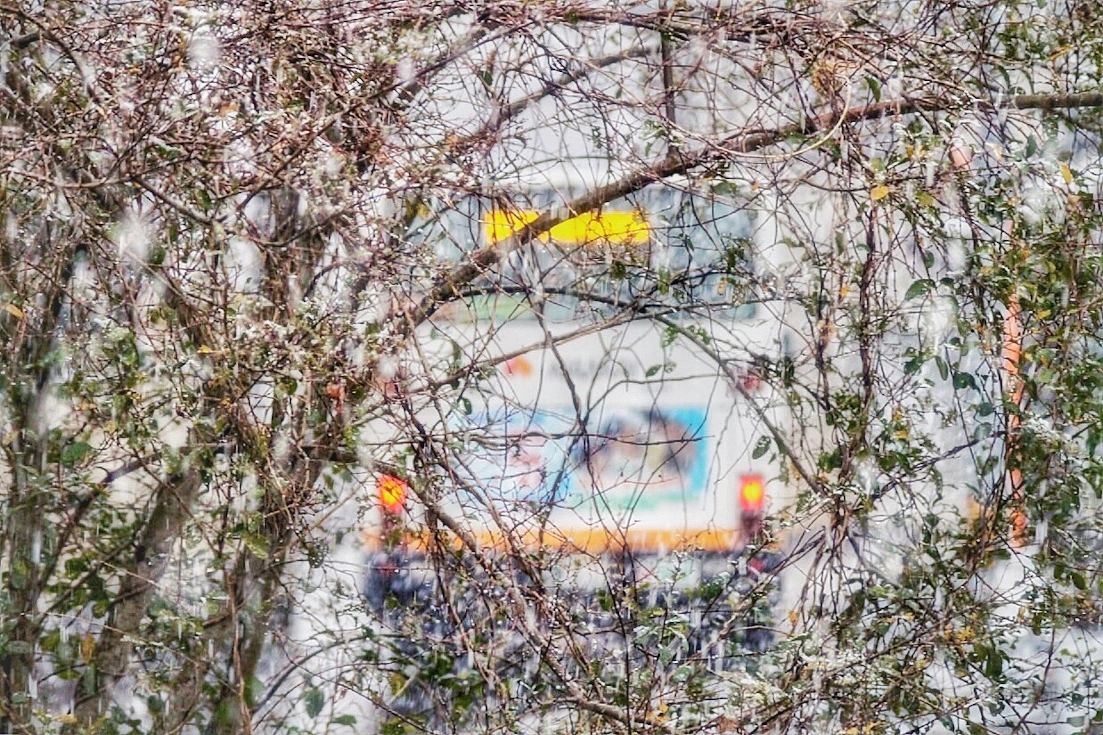 A bus partially visible through flowering trees