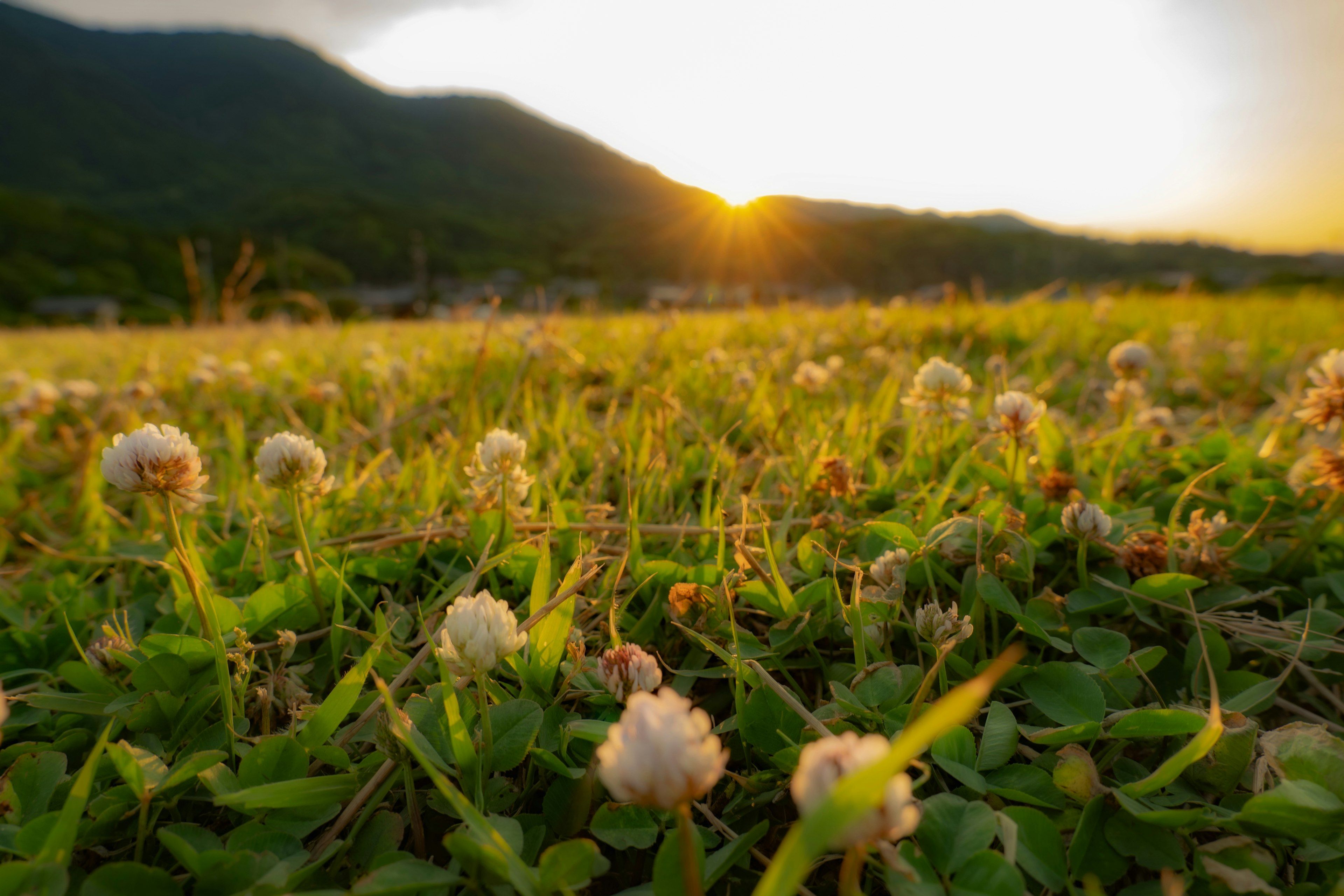 Clover flowers in a grassy field with a sunset in the background