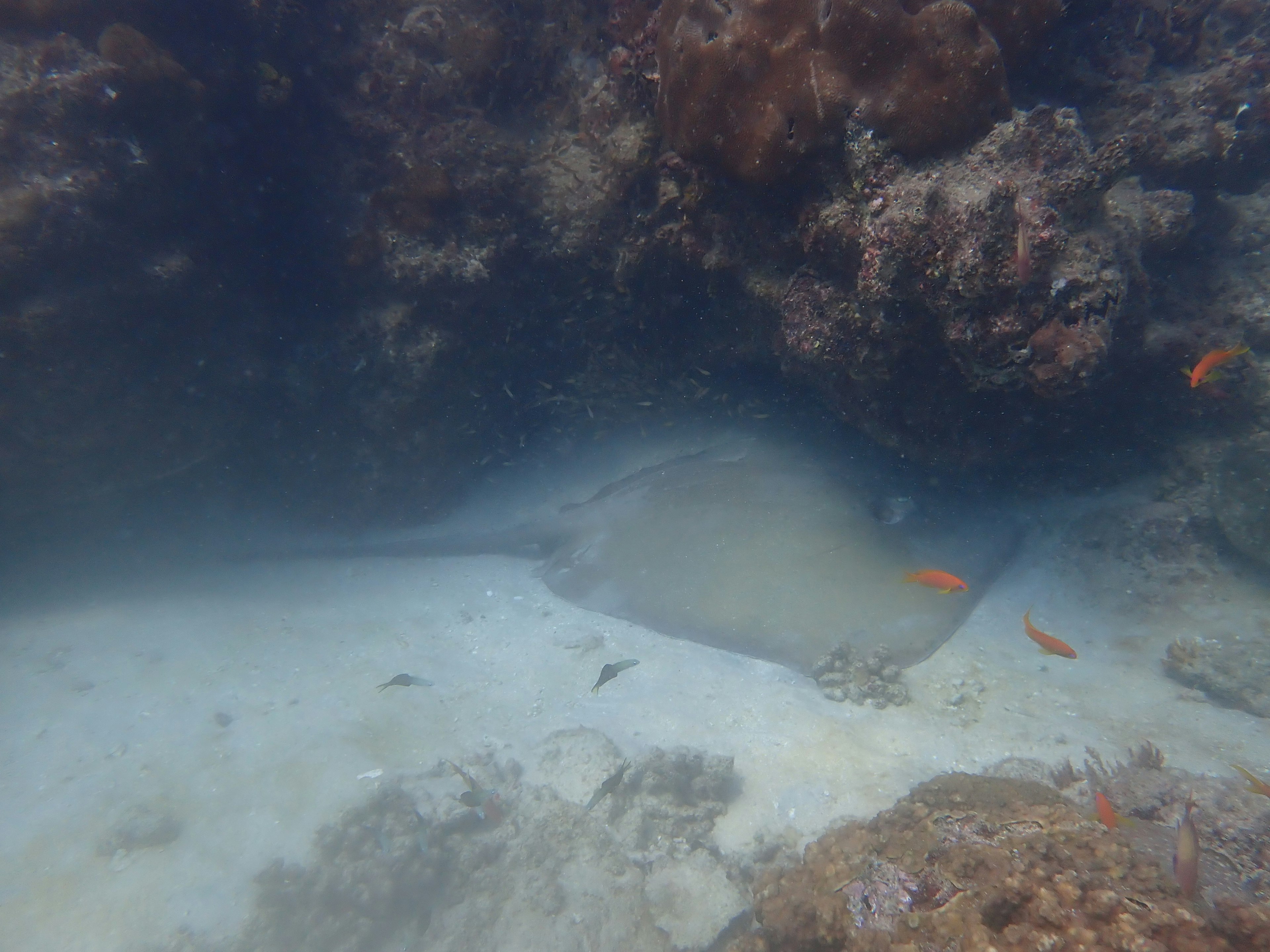 A hidden ray among coral and sand at the ocean floor