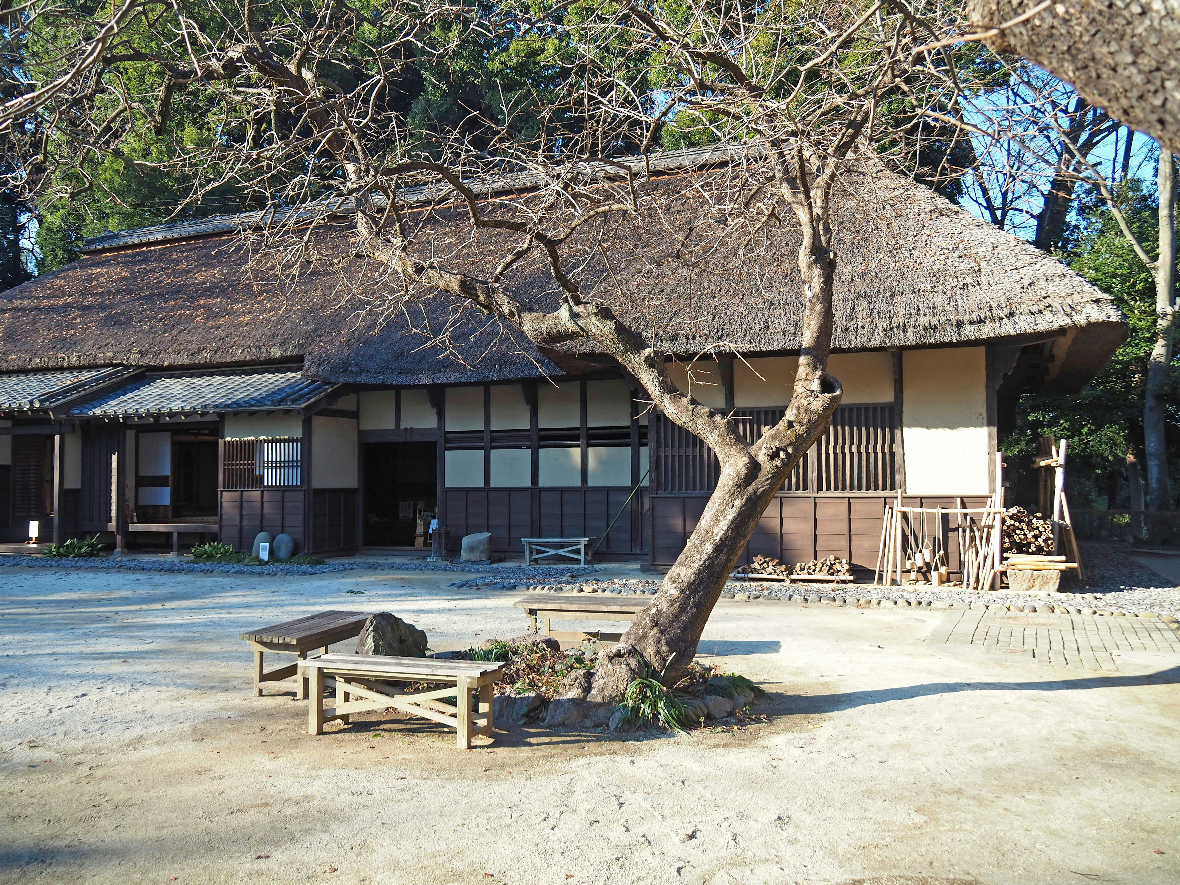 Traditional Japanese house with thatched roof and bare tree in the garden