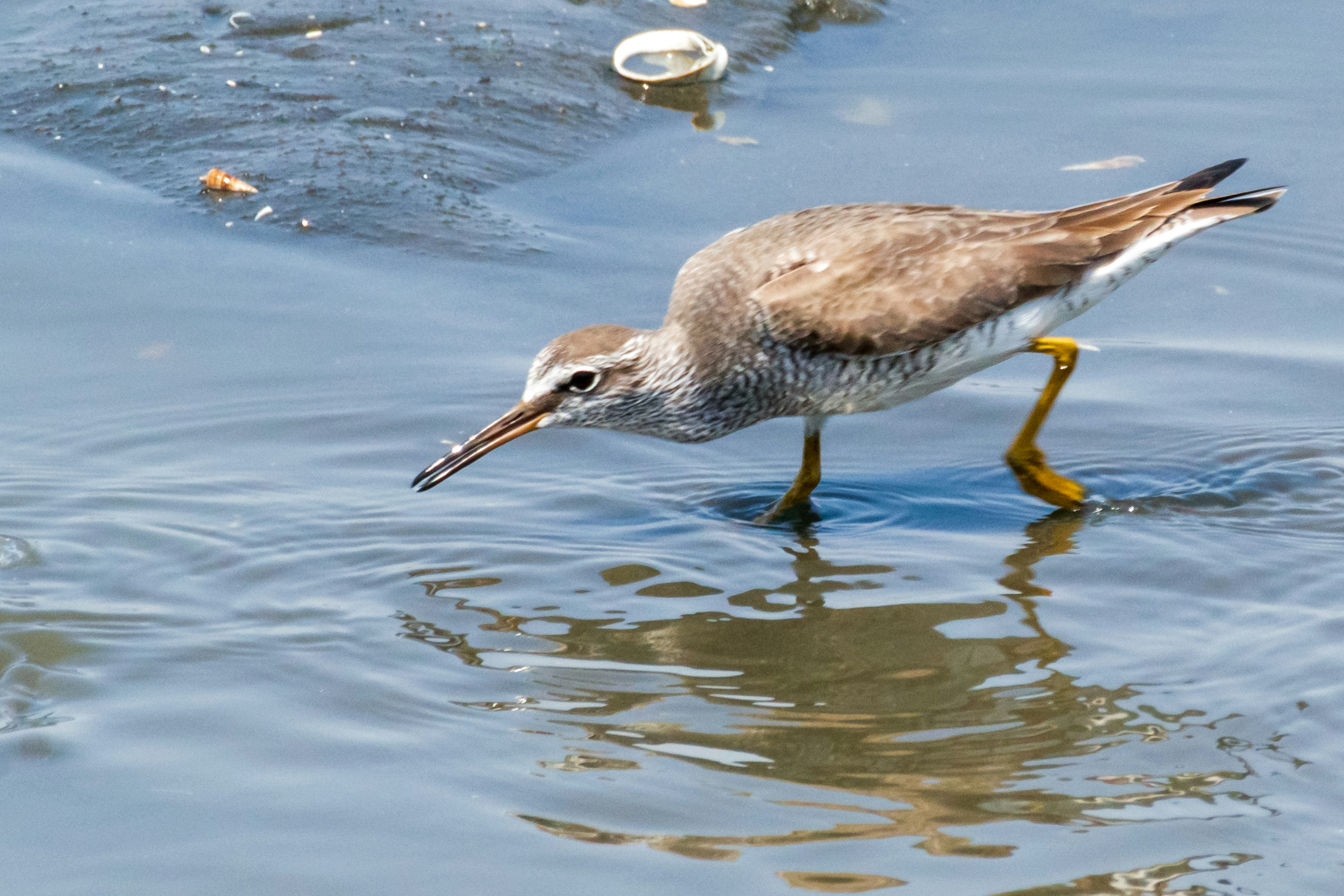 Uccello marrone che si muove nell'acqua alla ricerca di cibo