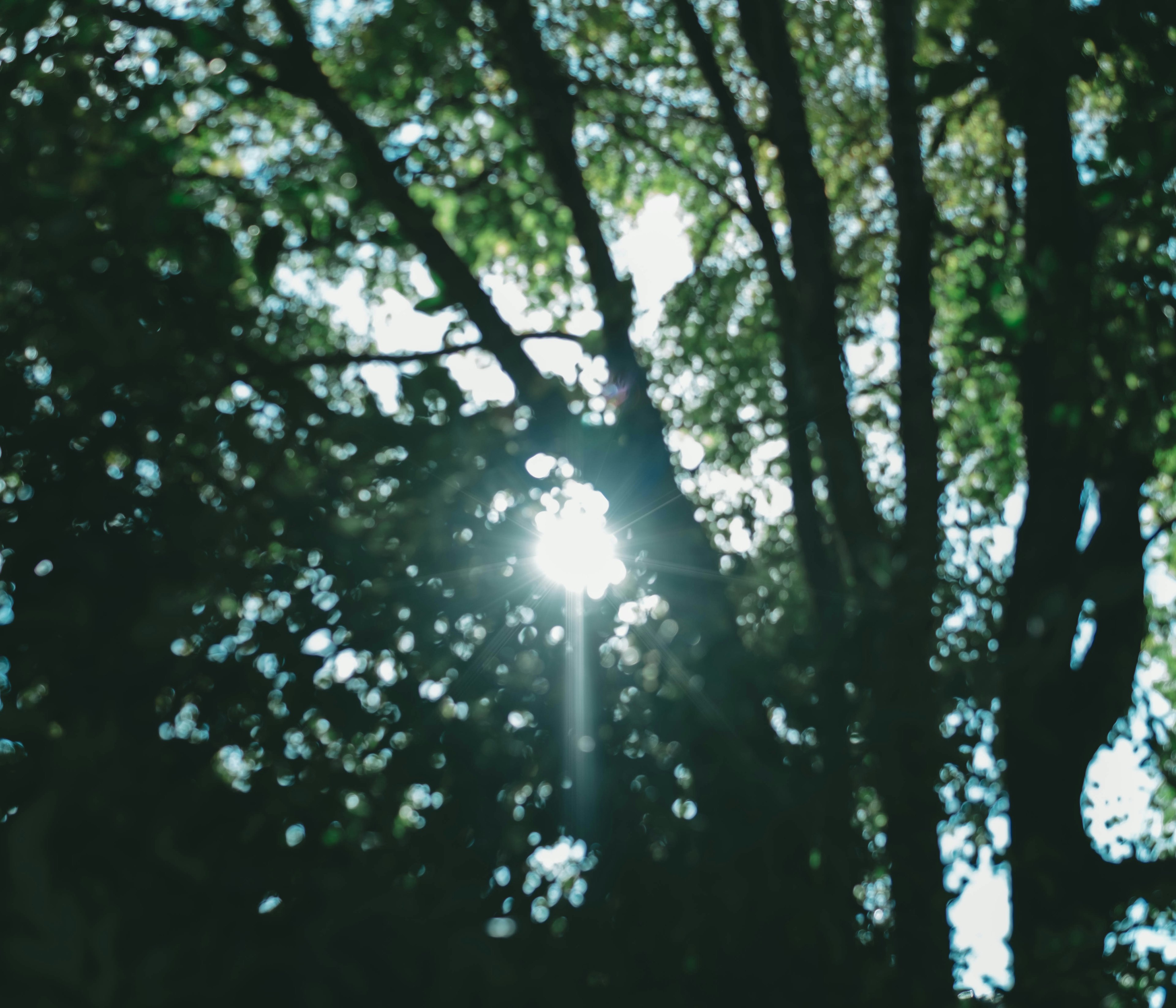 Scenografia bella con luce che filtra tra gli alberi