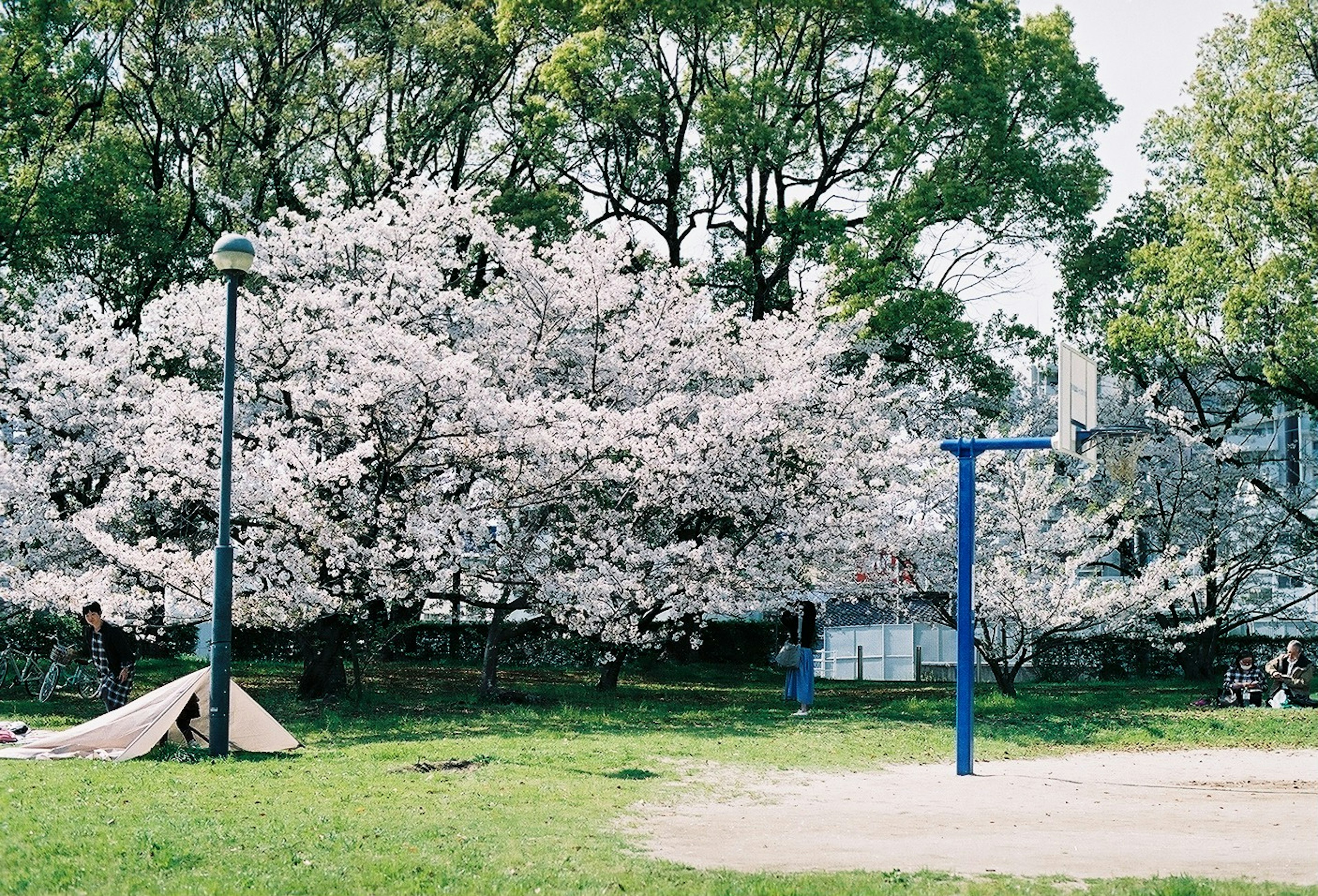 桜の木が満開の公園の風景青い遊具と緑の芝生