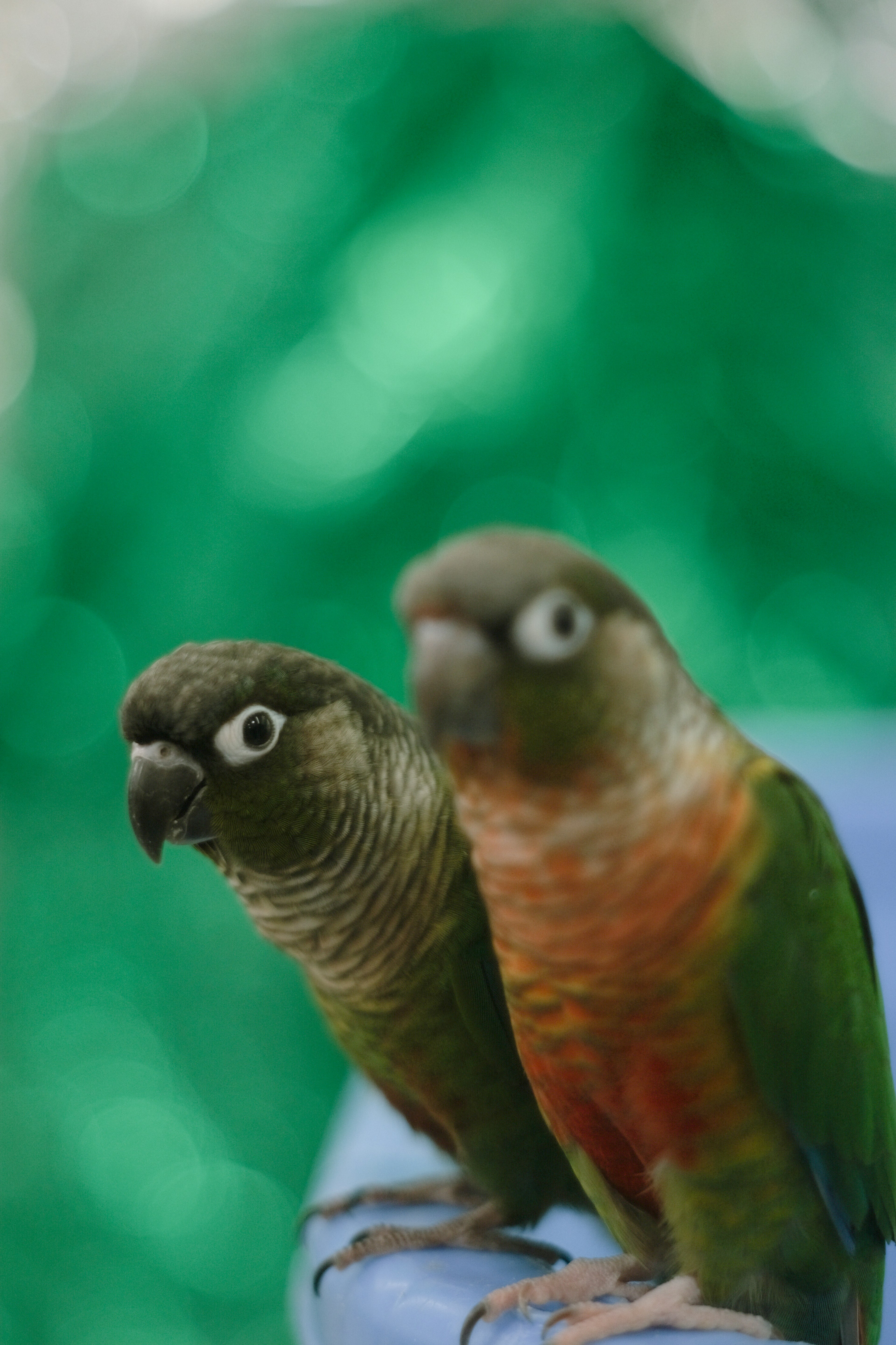 Two colorful parrots perched closely together against a blurred green background