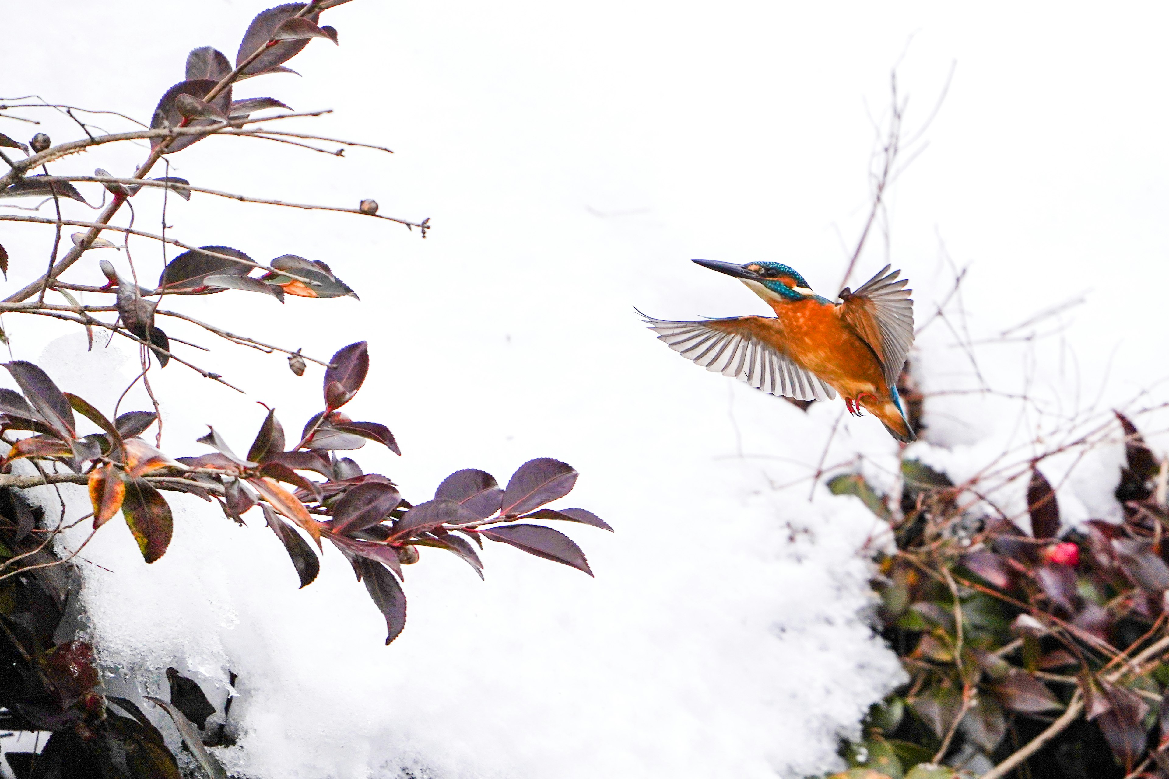 Ein lebhafter oranger Eisvogel, der durch den Schnee fliegt, mit lila Blättern im Hintergrund