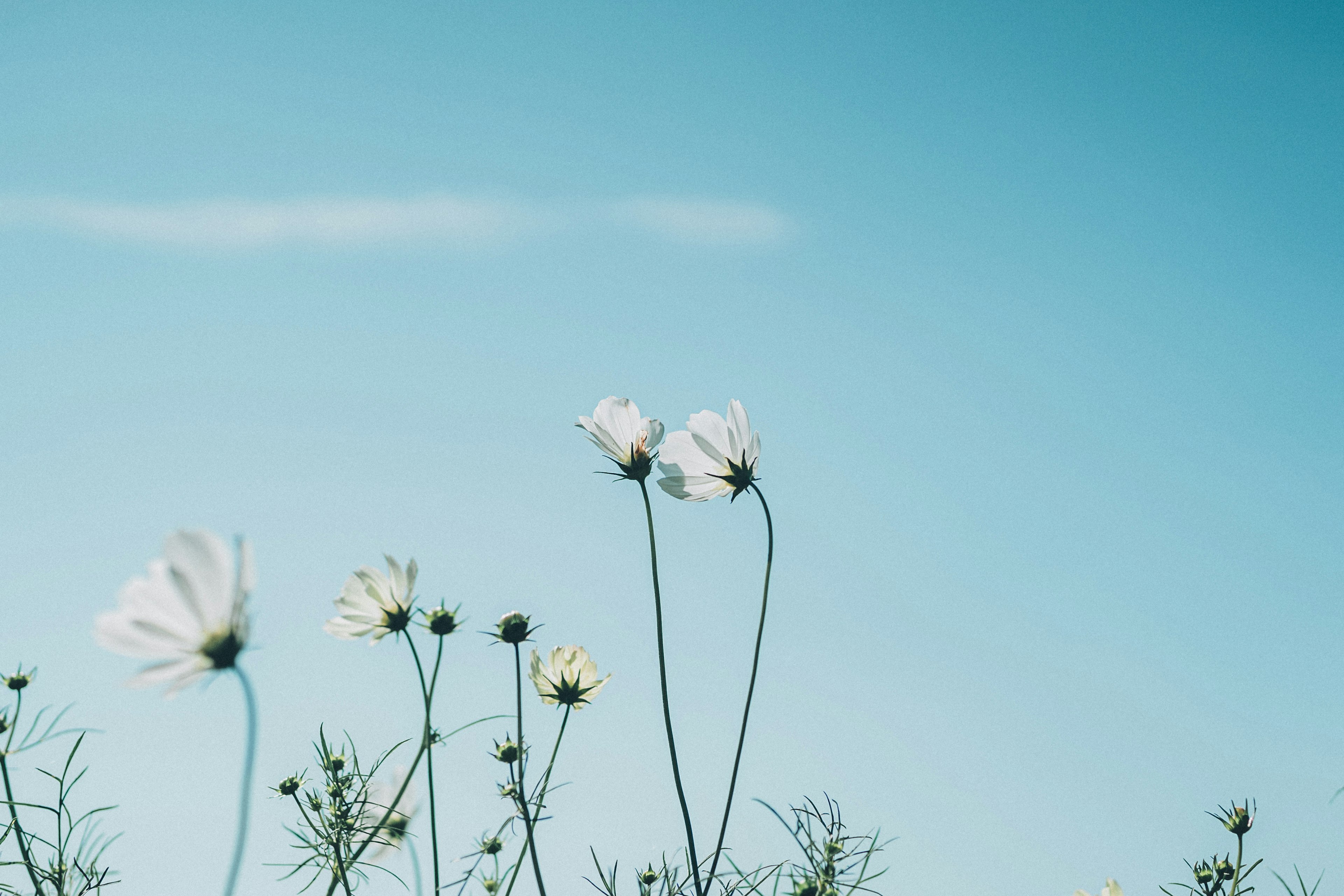 Un groupe de fleurs blanches sous un ciel bleu