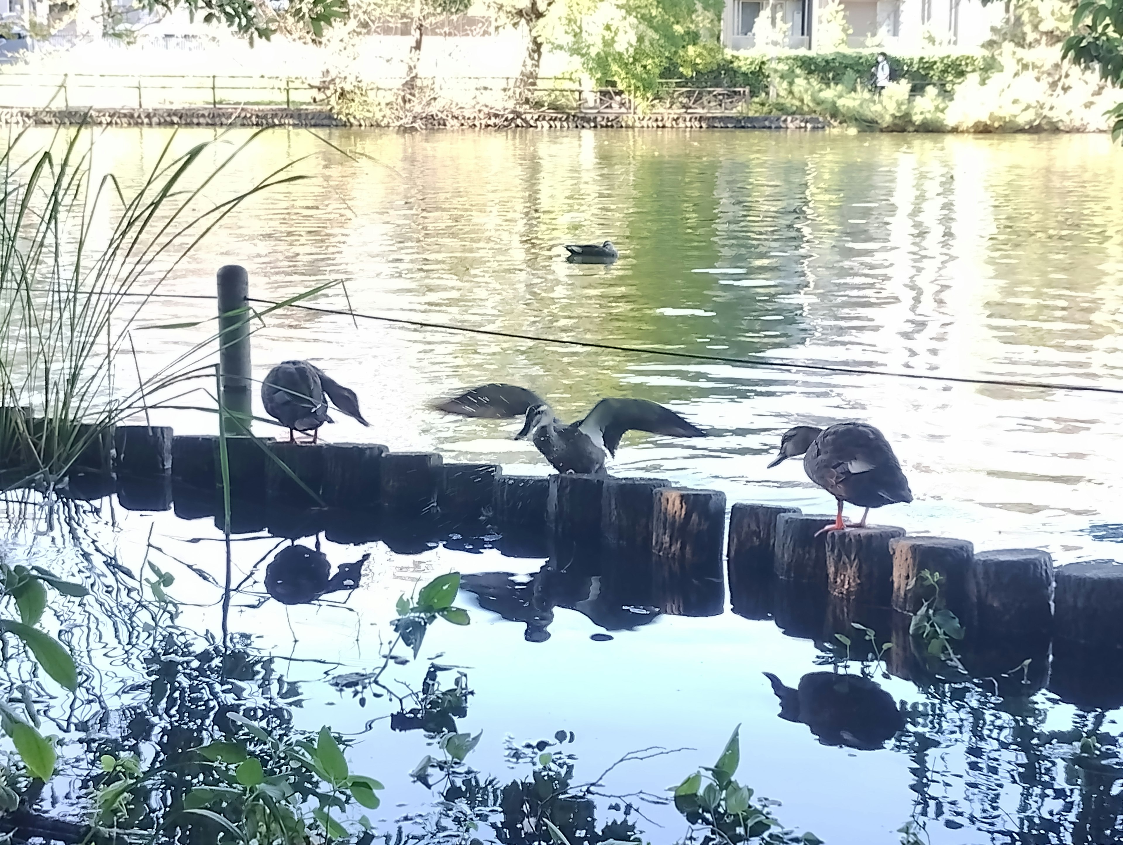 Ducks resting by a tranquil lake with lush greenery