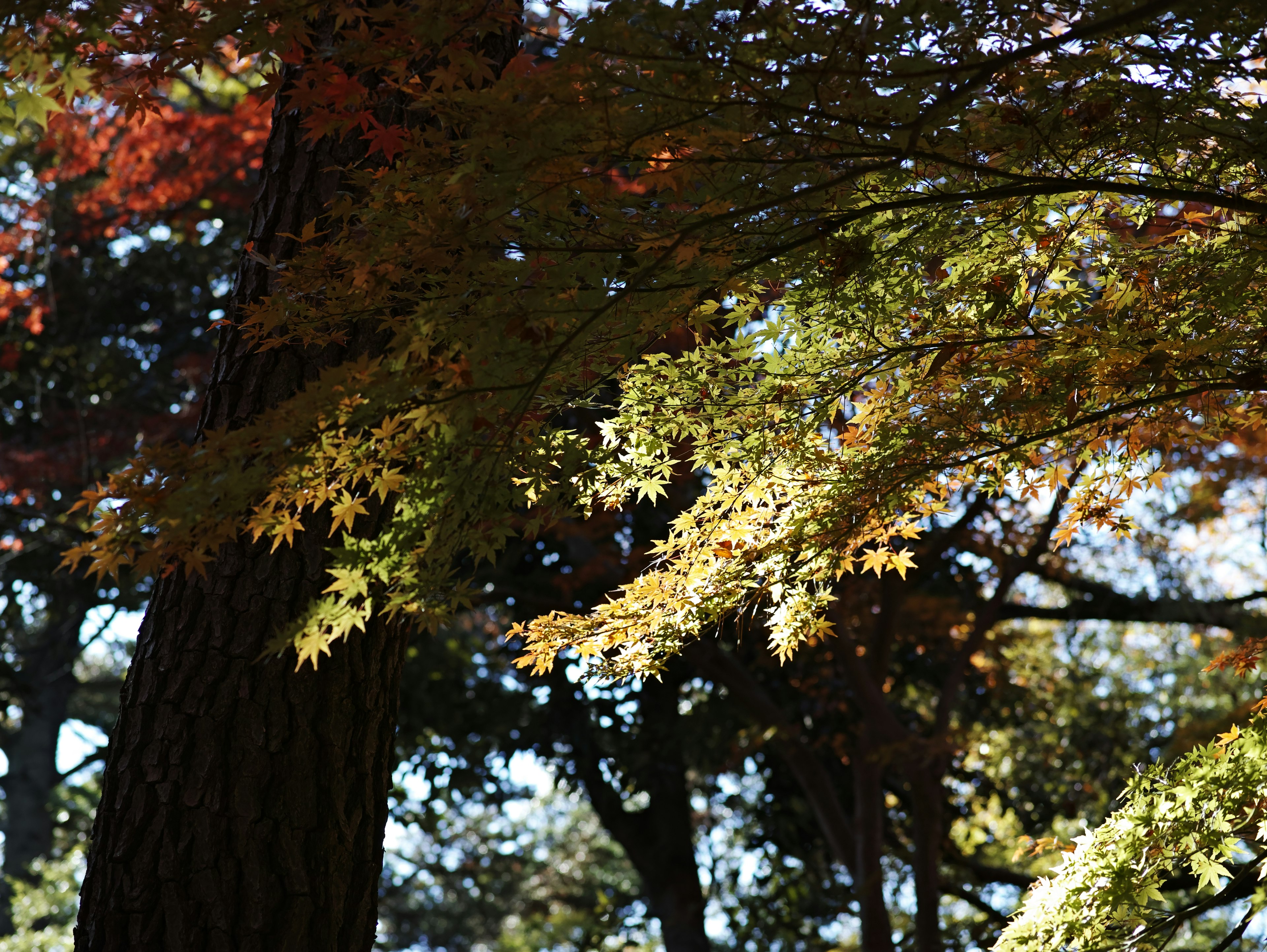 Hojas de otoño coloridas iluminadas por la luz del sol