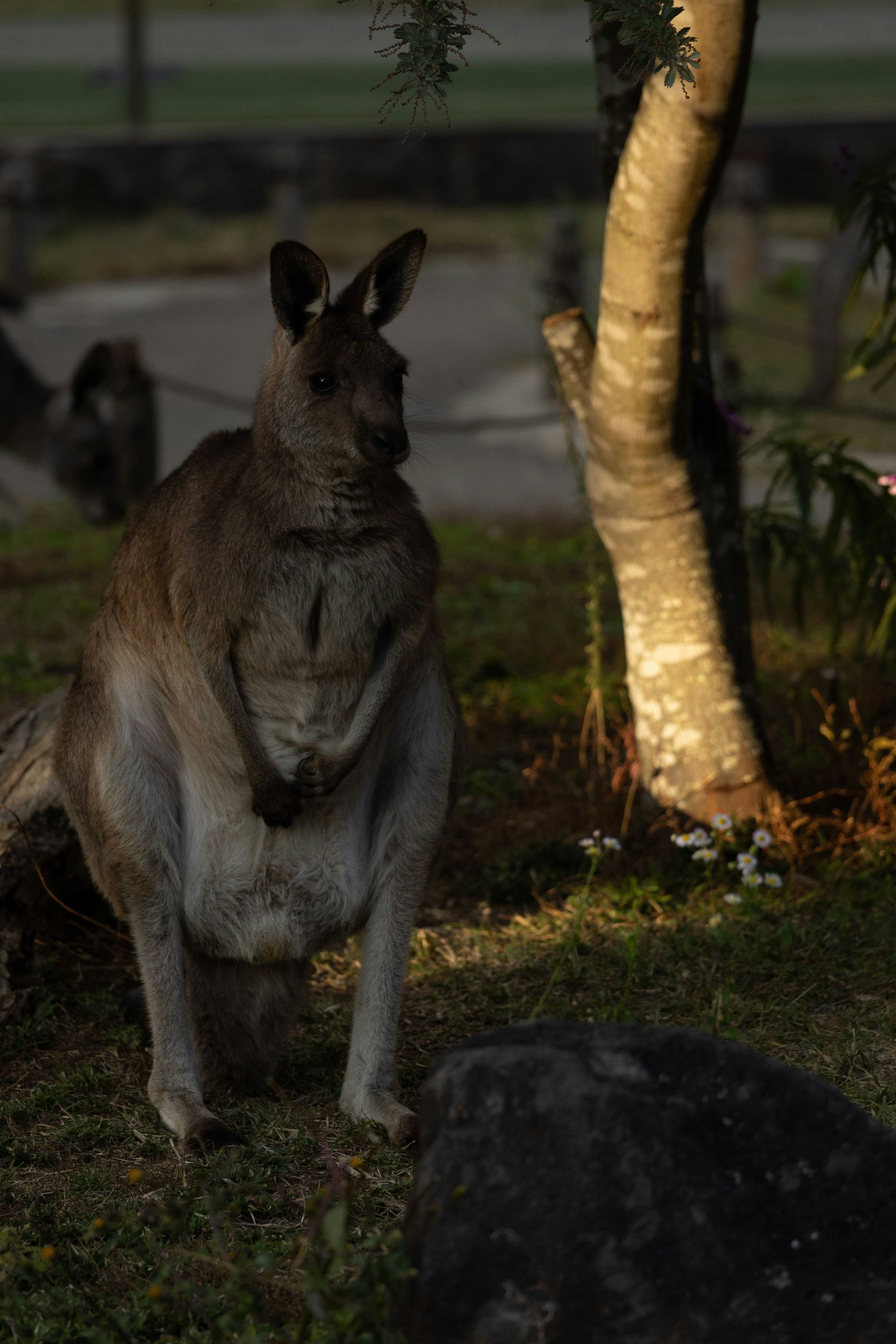 Un kangourou debout dans l'obscurité avec la nature environnante
