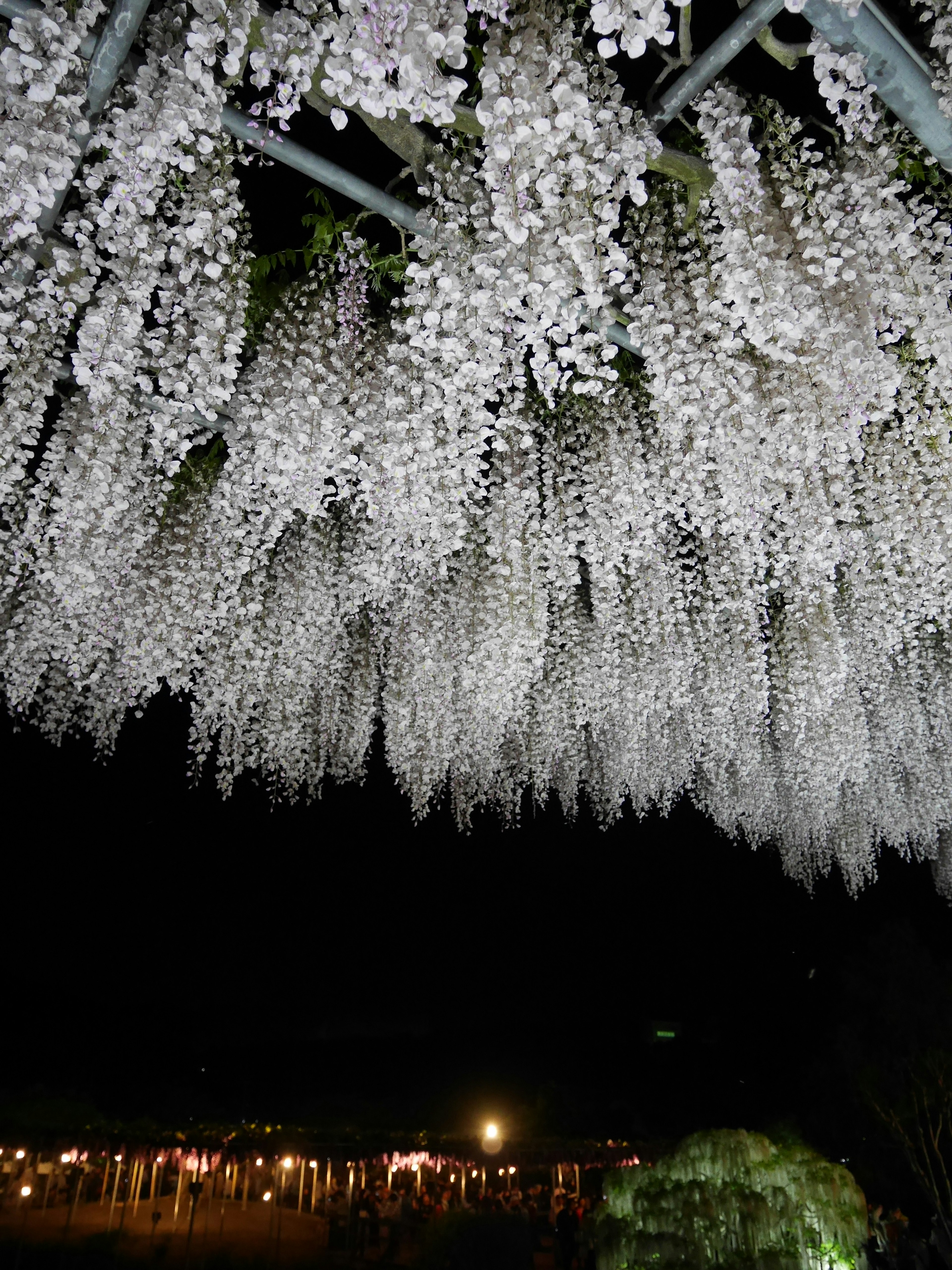 Beautiful white wisteria flowers hanging in the night sky