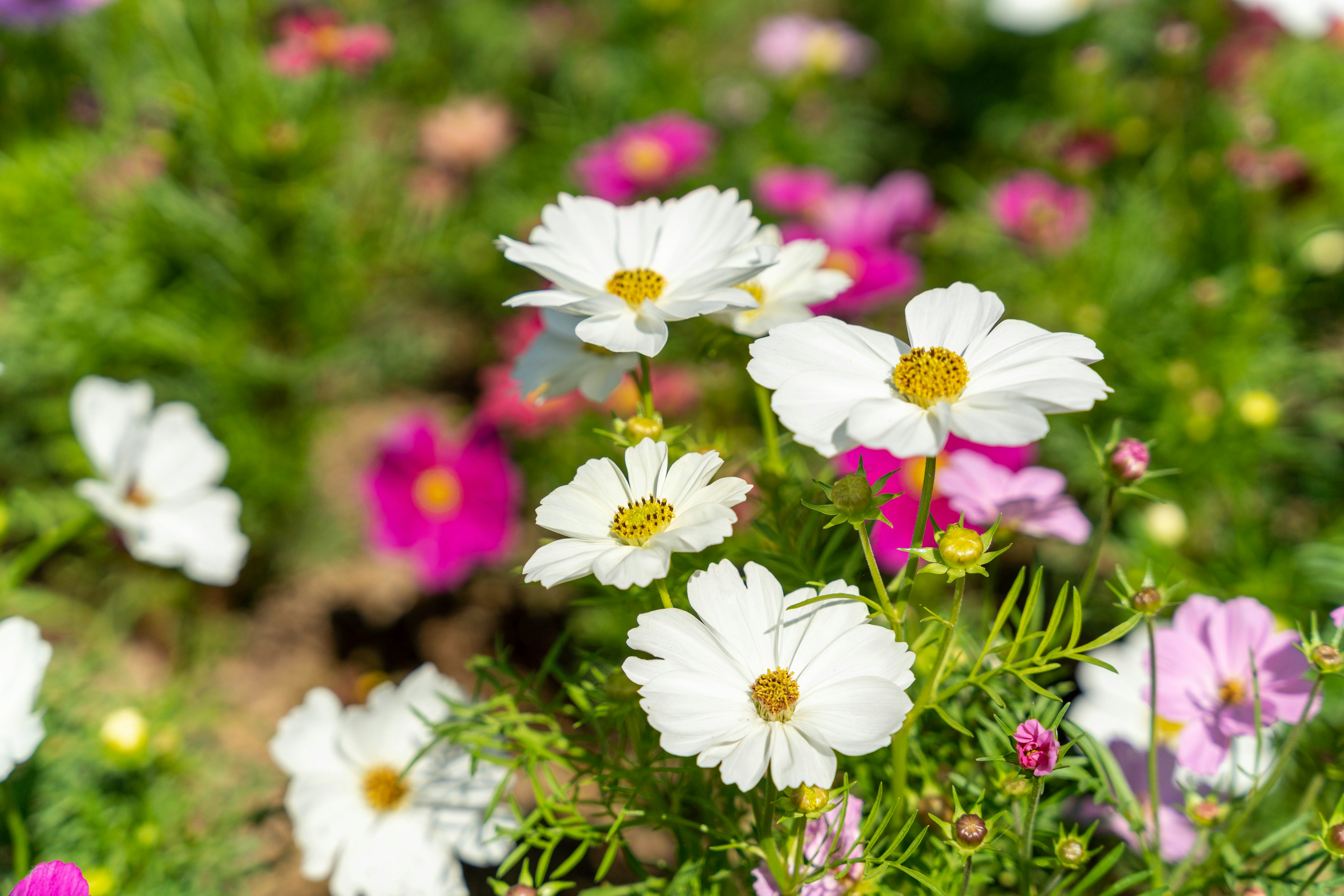 White cosmos flowers with pink flowers in a green background