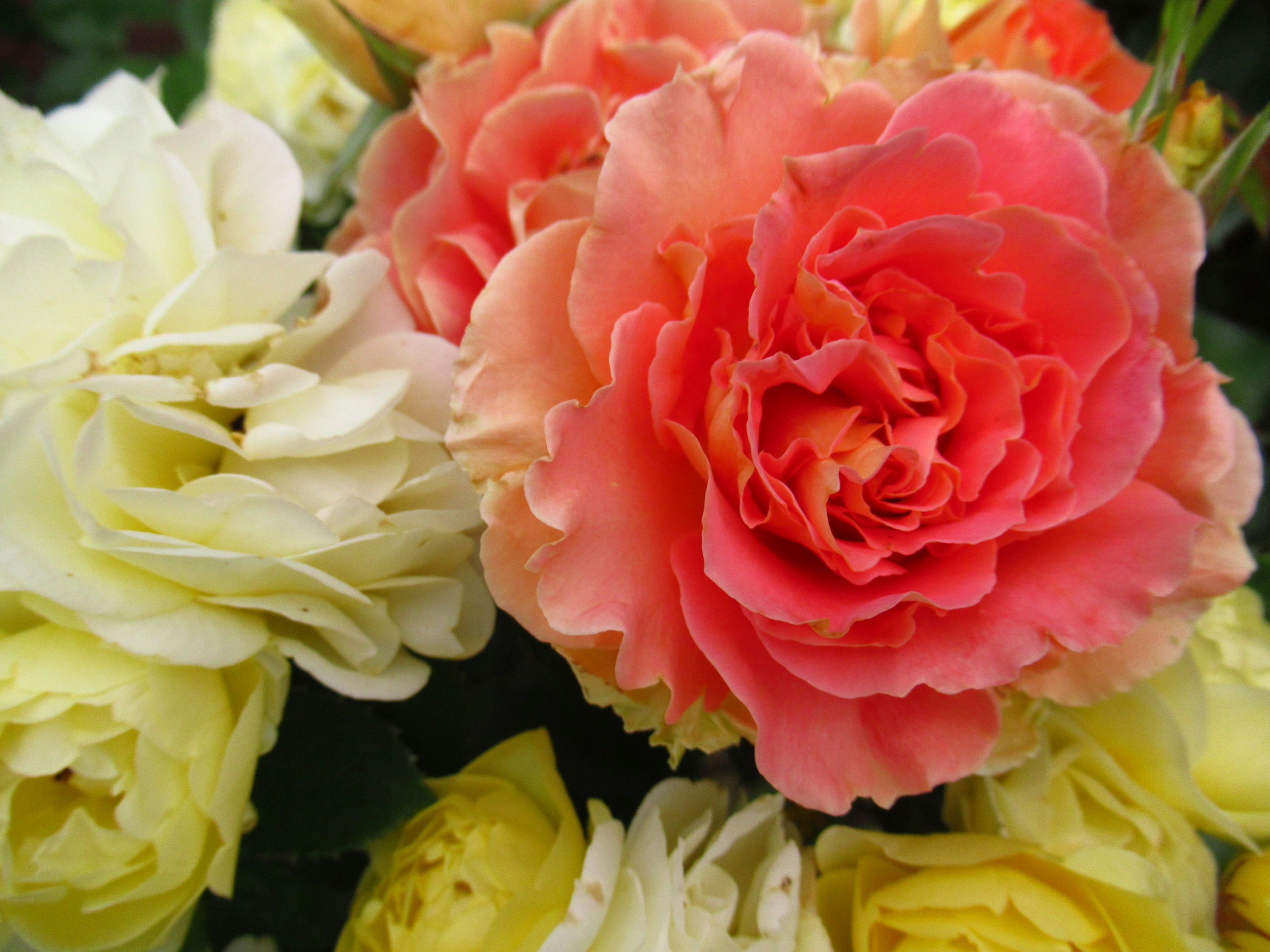 Vibrant pink and cream roses bouquet