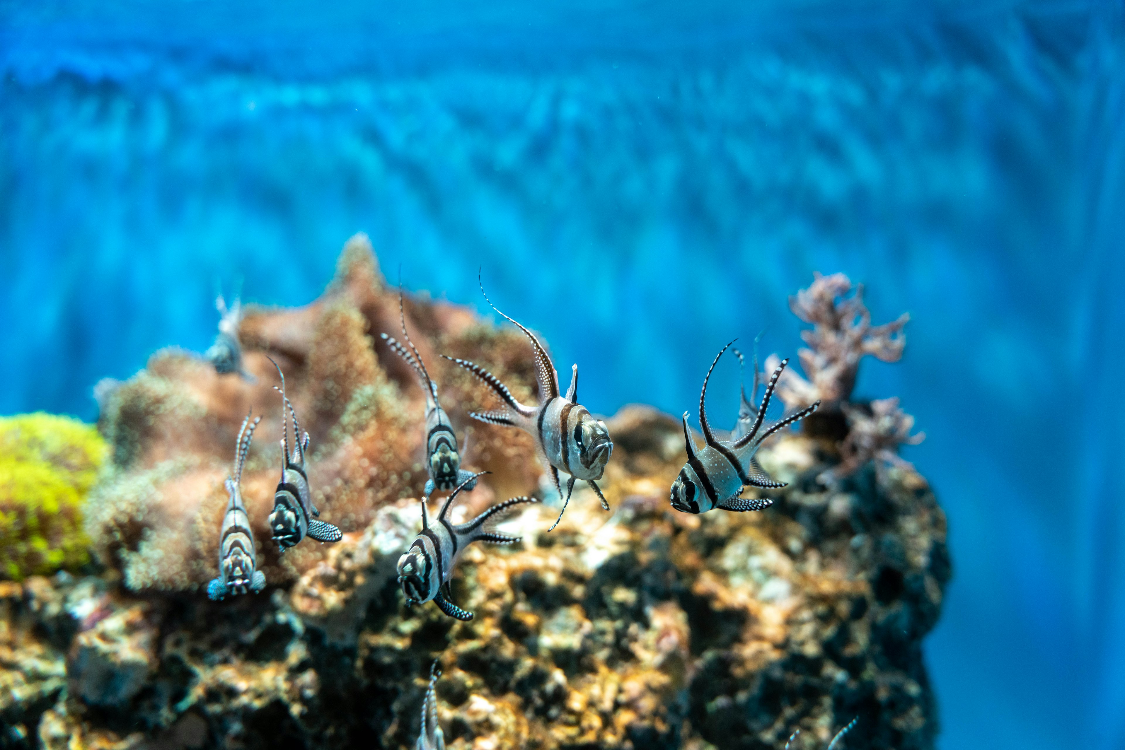 青い水中のサンゴと魚の群れ