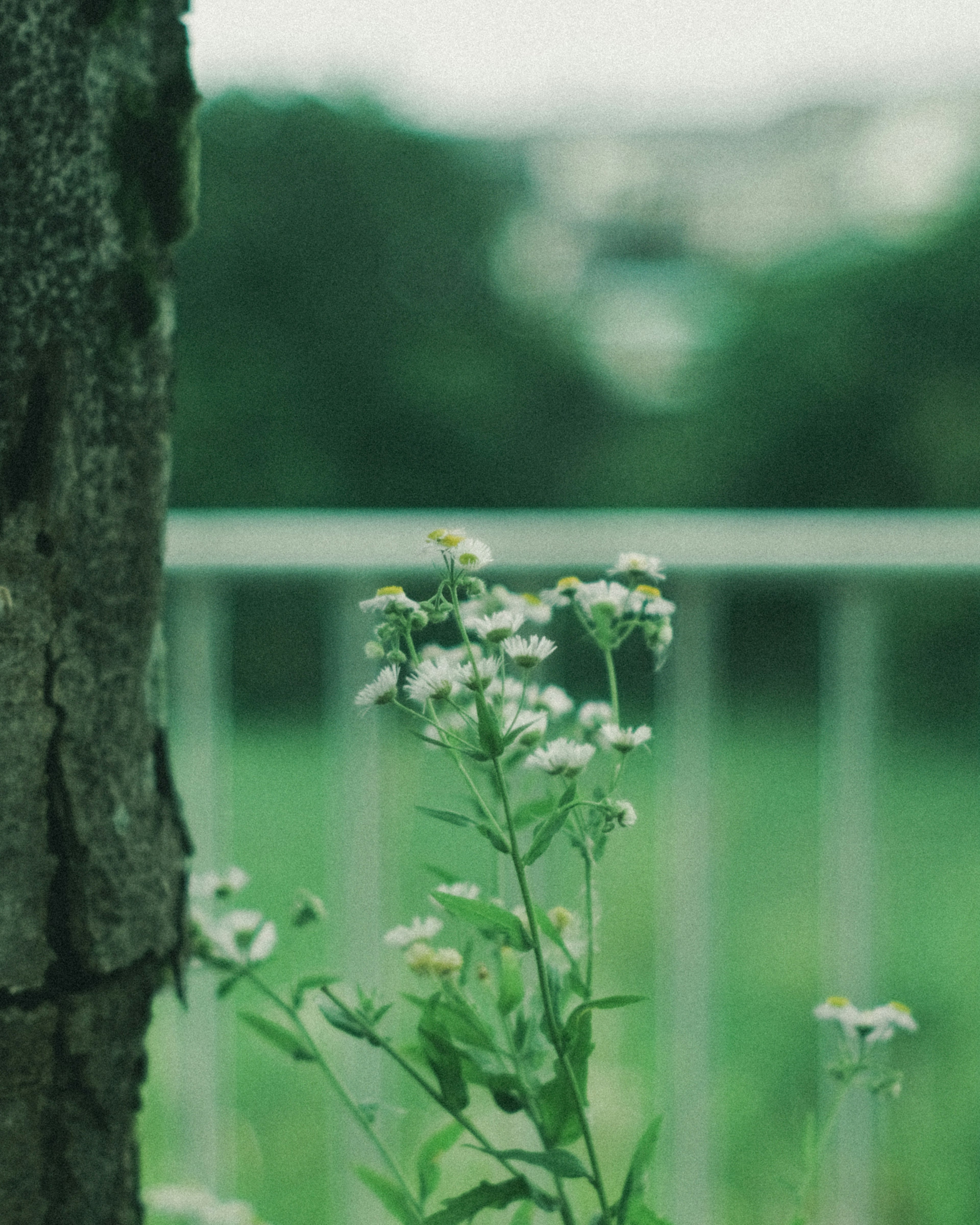 White flowers blooming next to a tree trunk with a green background