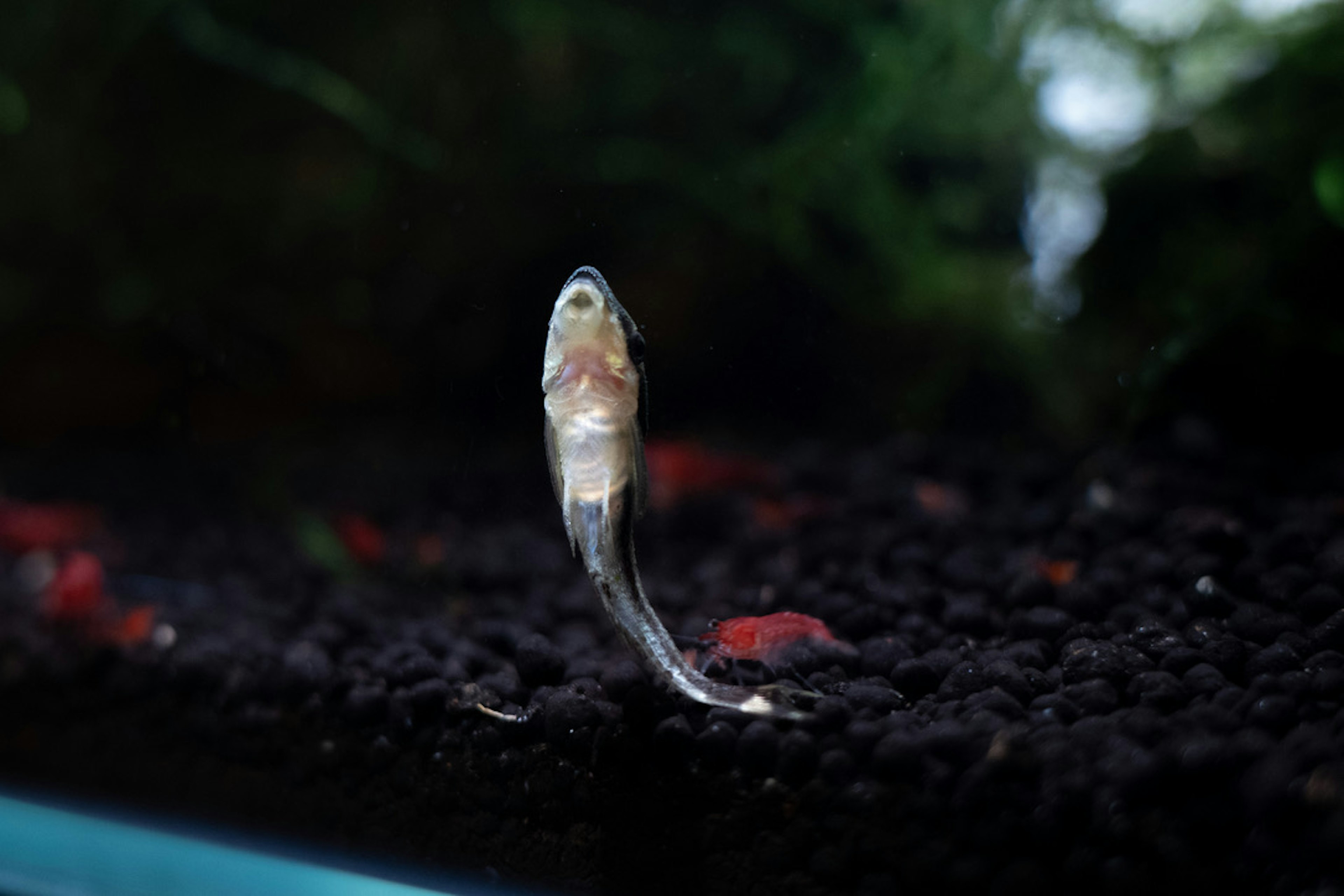 A small fish fry swimming in an aquarium