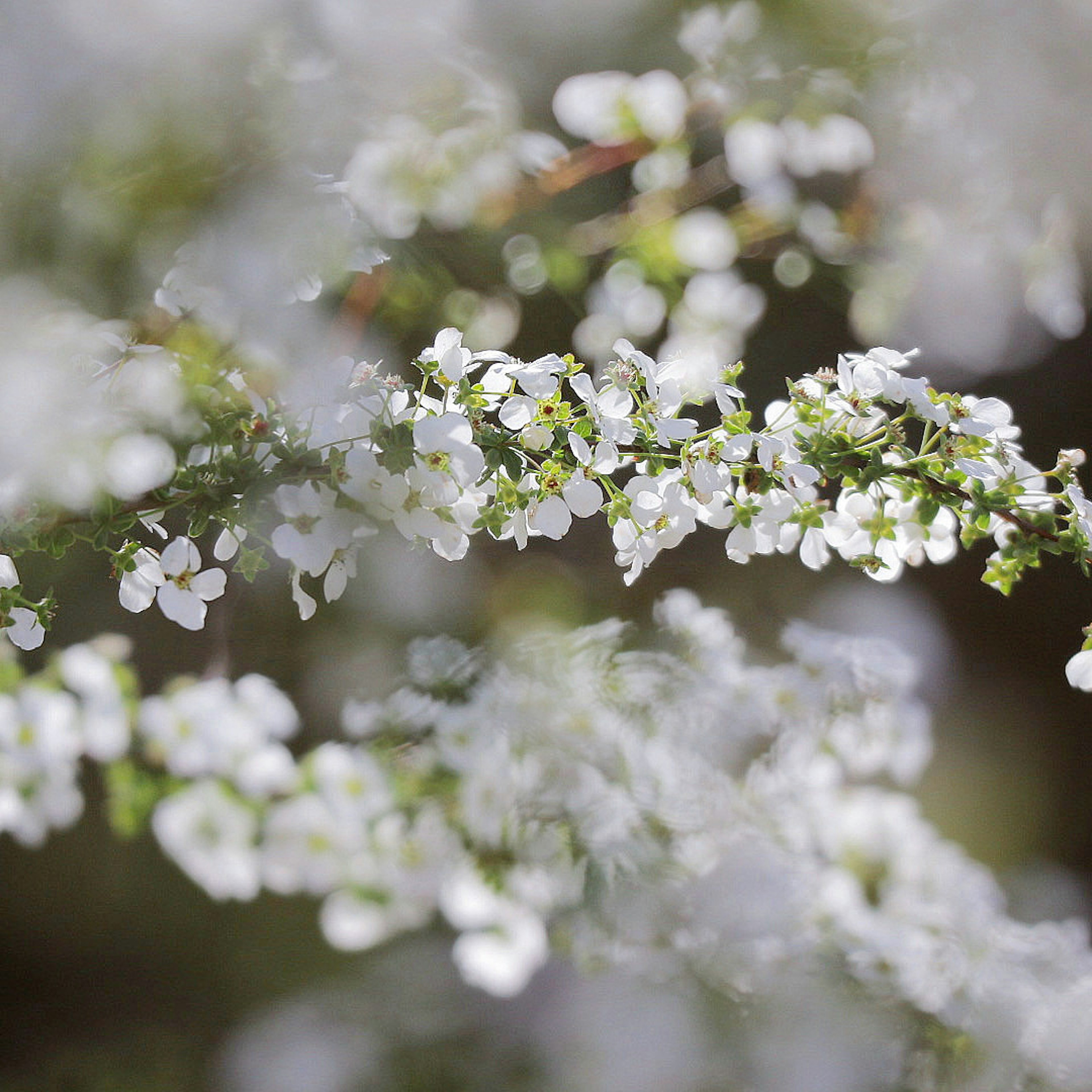 Nahaufnahme von weißen Blüten, die an Ästen mit sanfter Unschärfe blühen