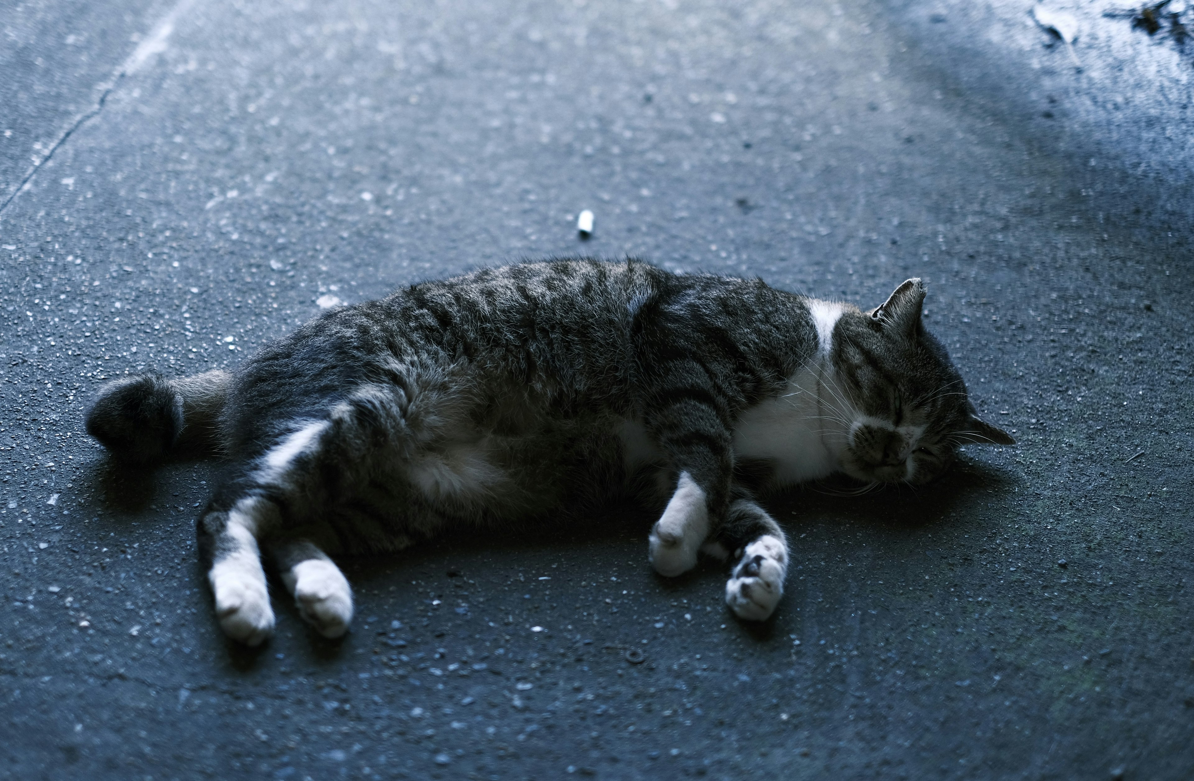 Gatto grigio sdraiato a terra