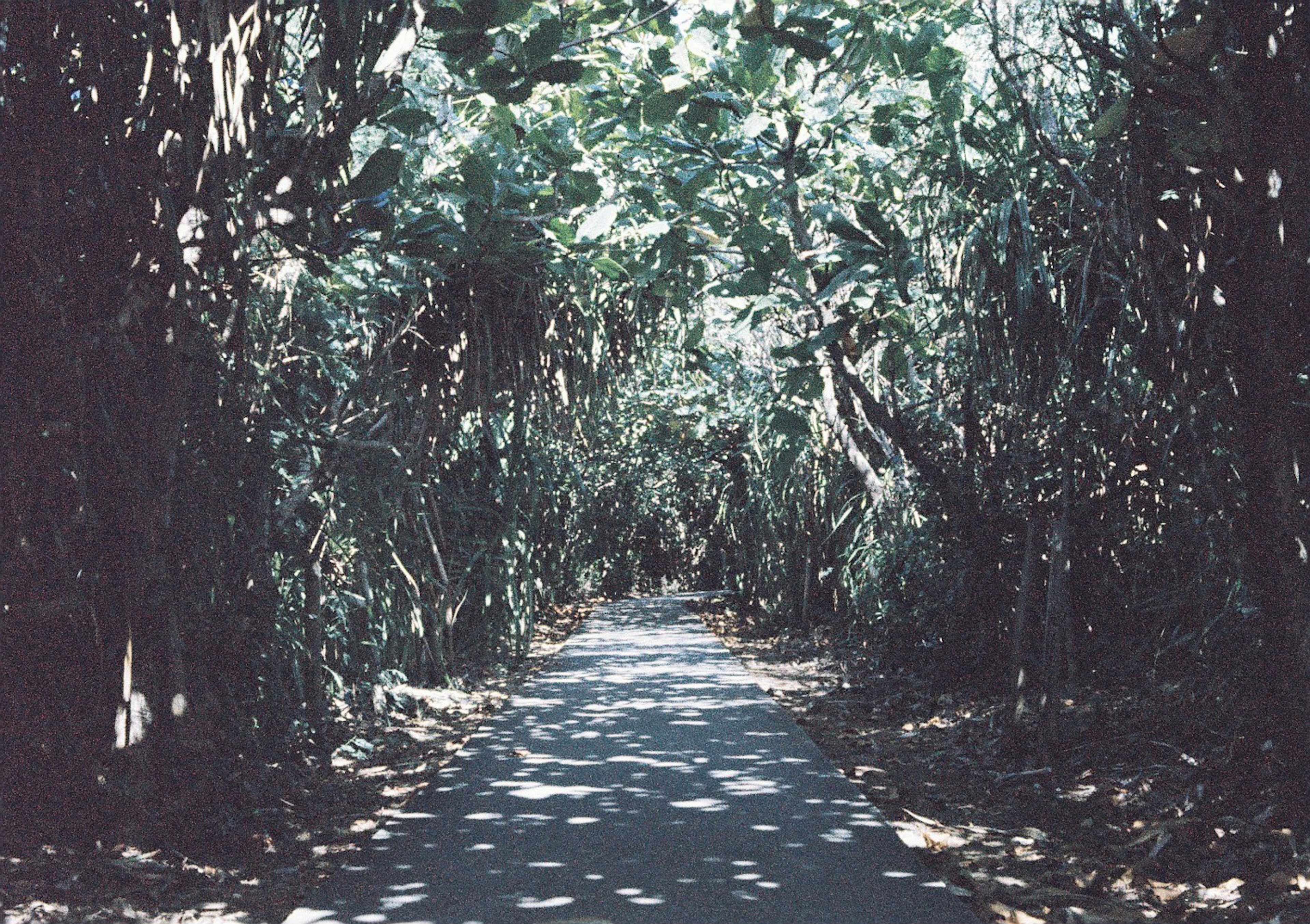 A quiet pathway surrounded by lush green trees