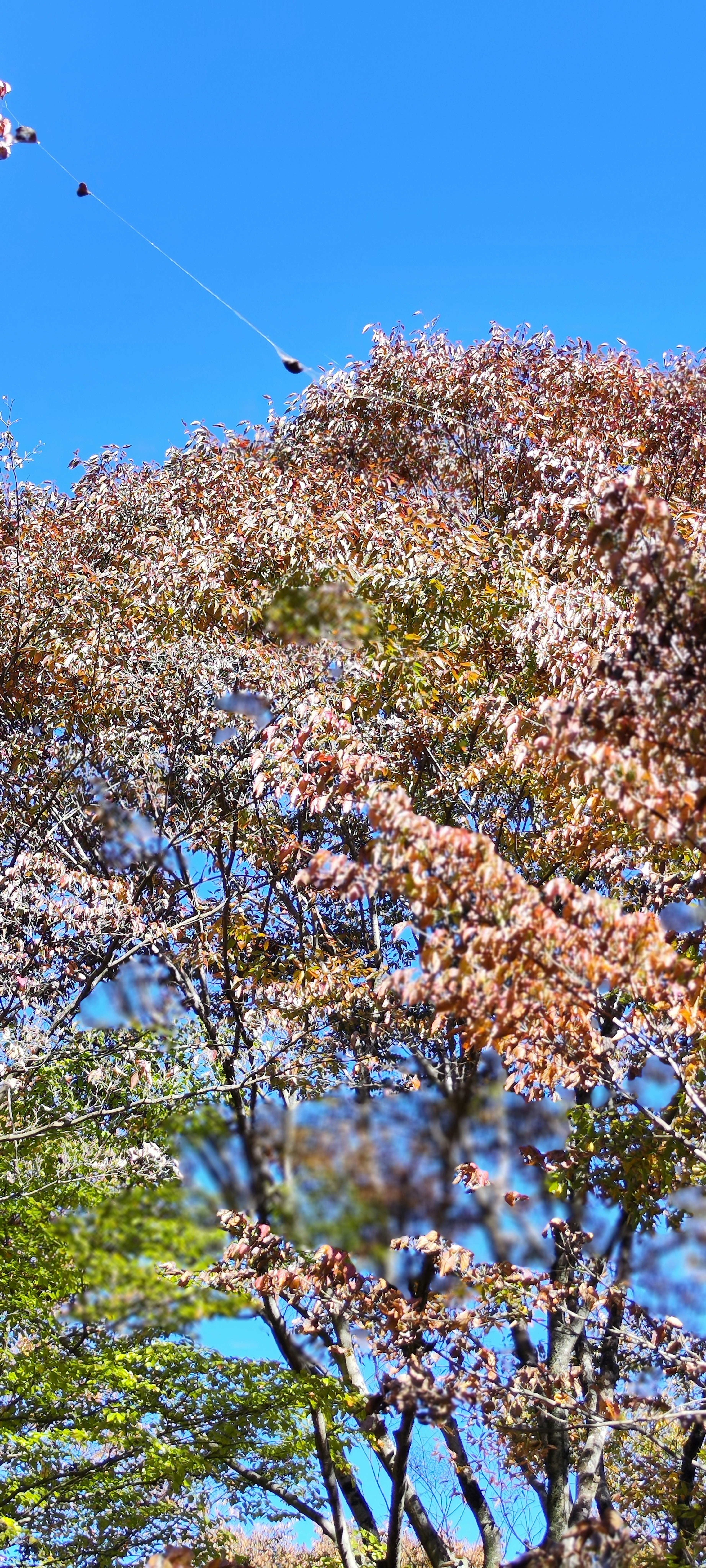 青空の下で桜の花と新緑の葉が混ざり合う美しい木々