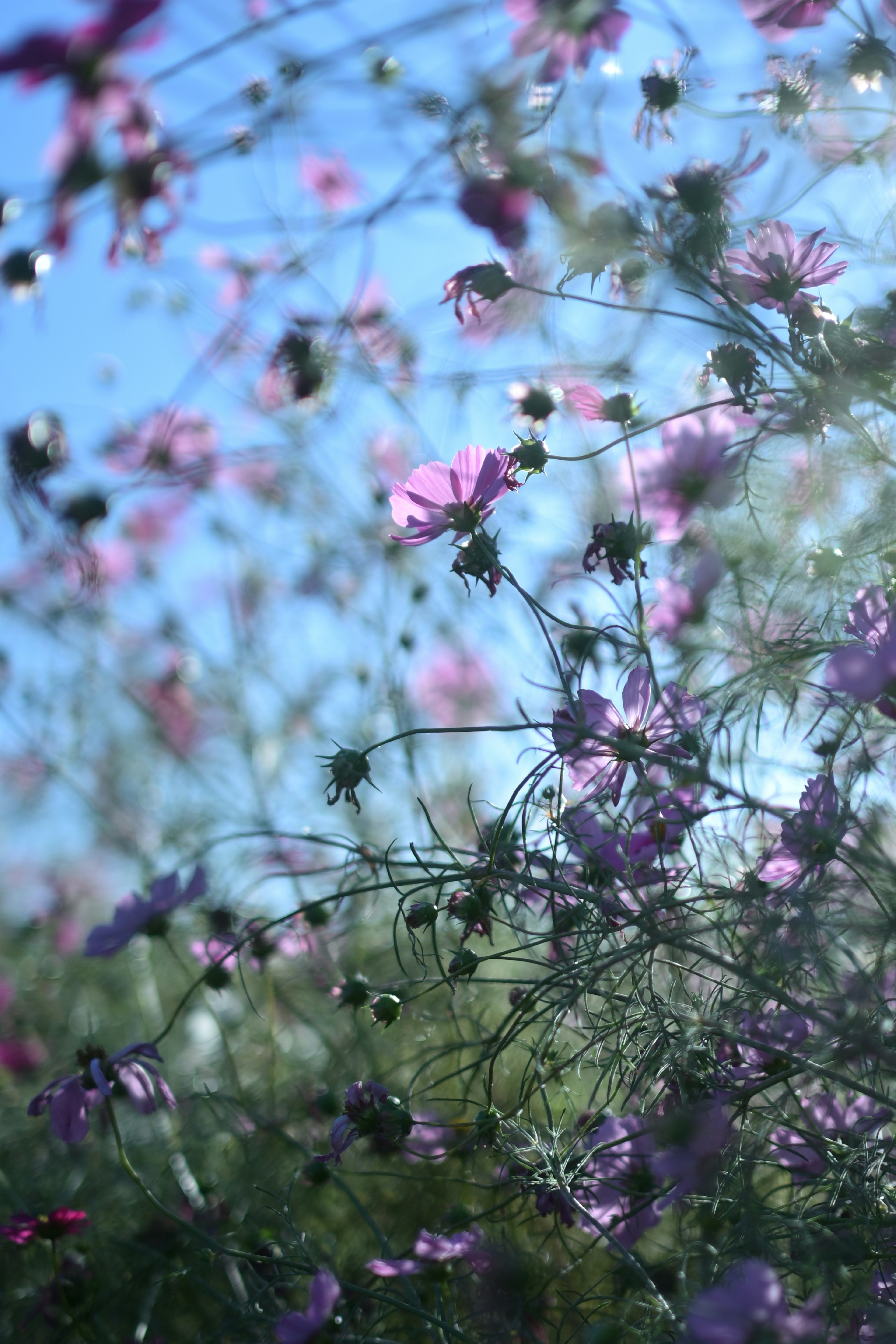 青空の下に咲く紫の花々の群れ