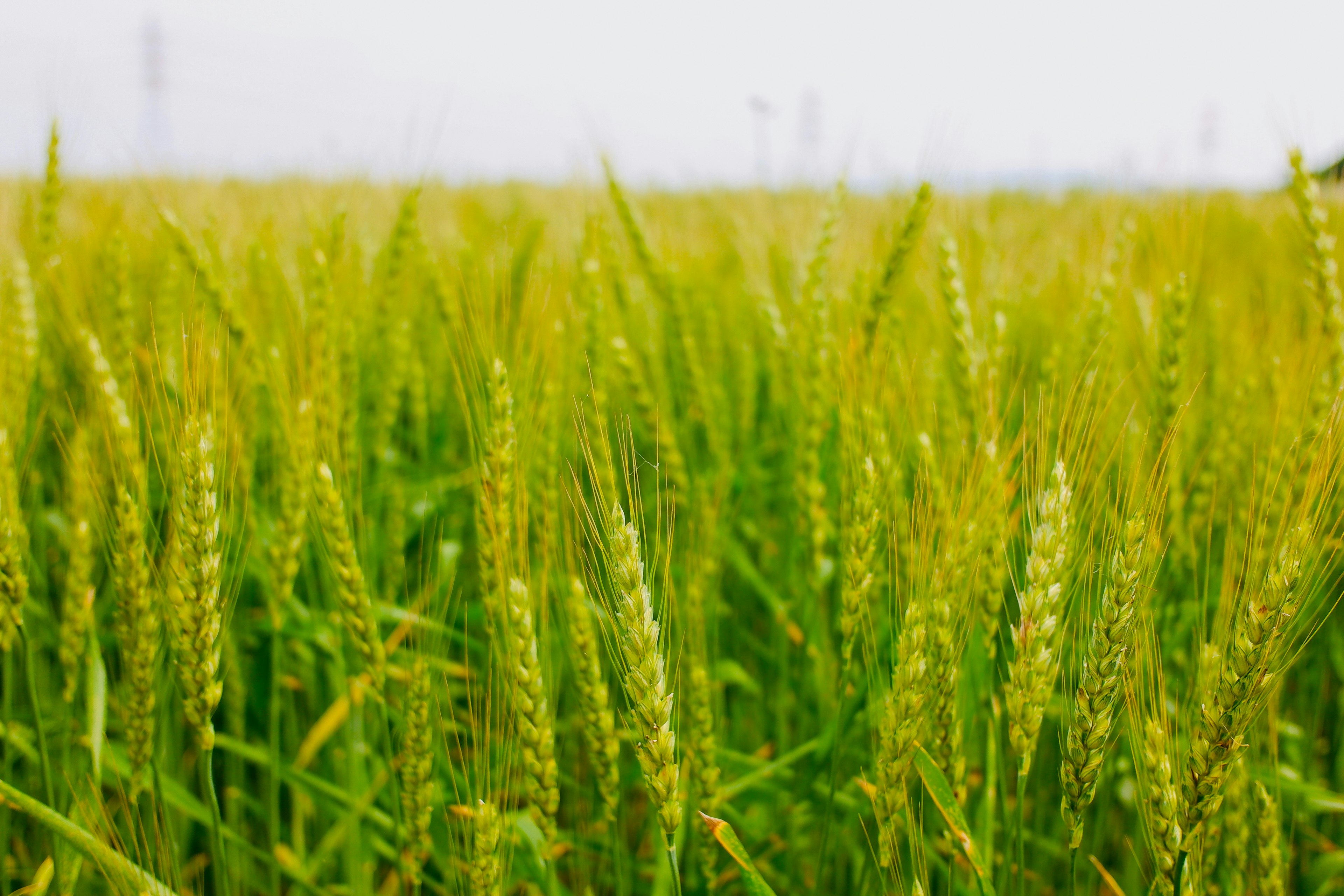 Üppiges grünes Reisfeld mit hohen Halmen und Körnern