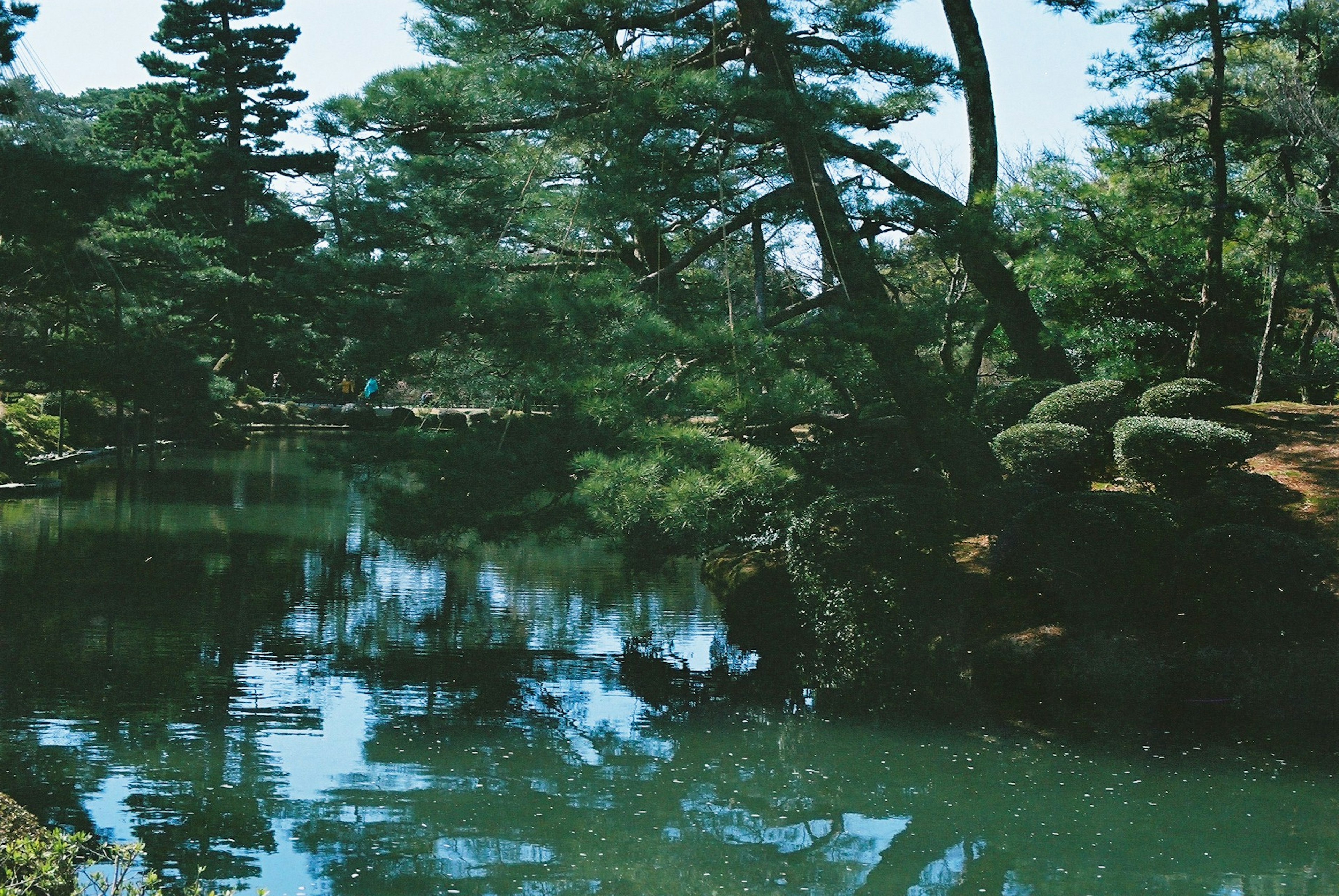 静かな池と緑の木々の美しい風景