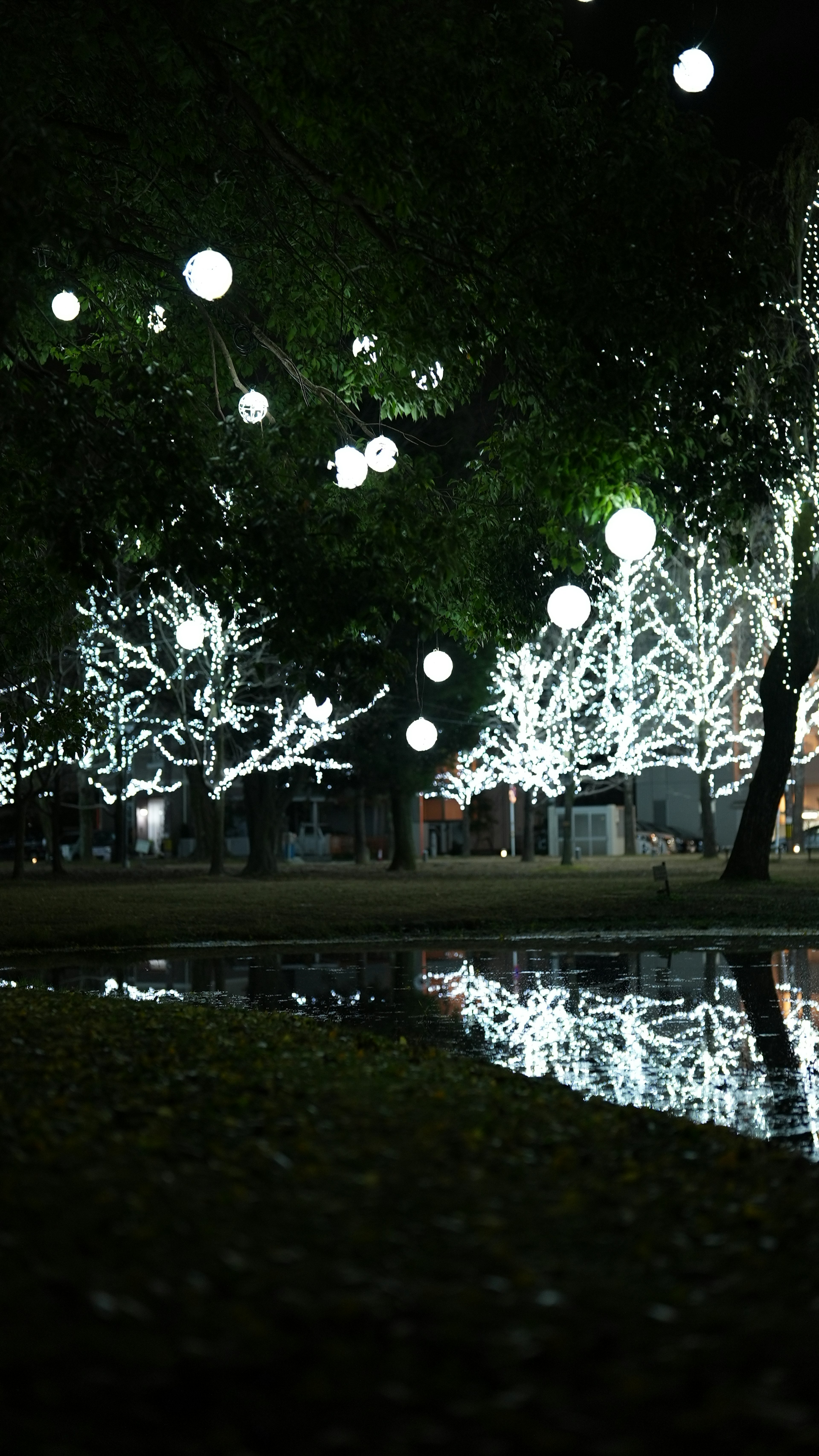 Night park with glowing white trees and reflecting puddles