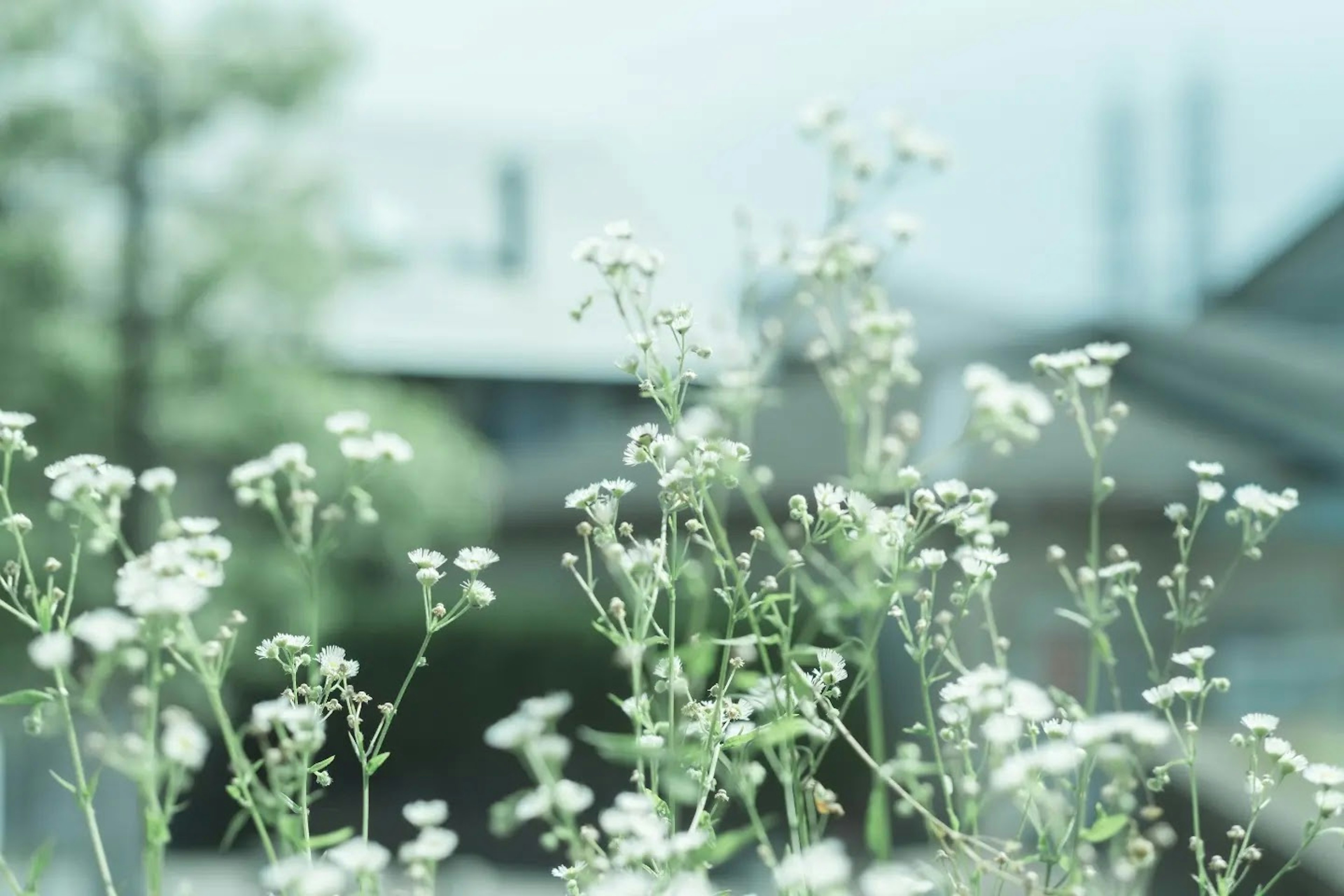 A soft focus of small white flowers with a blurred house in the background