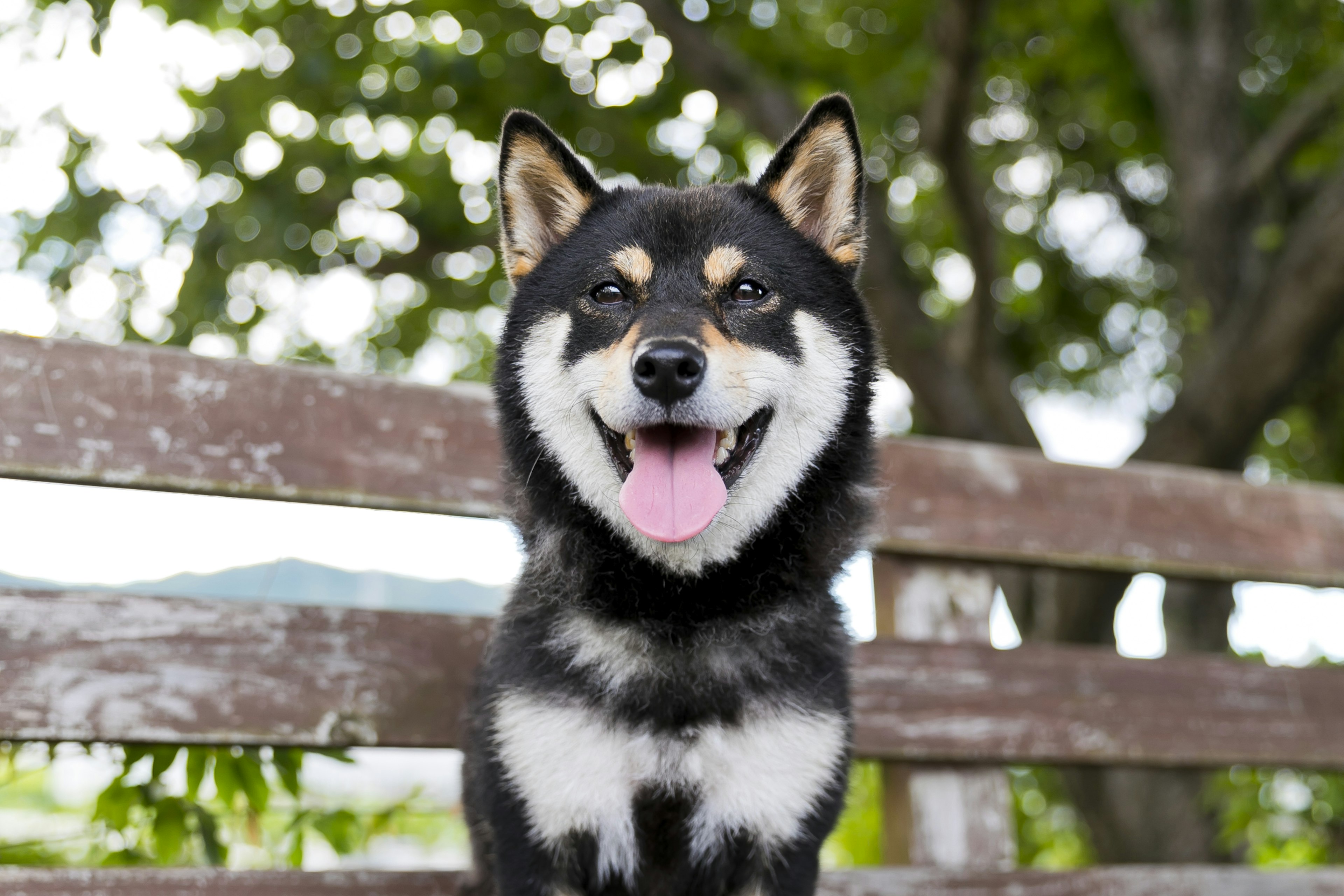 Un Shiba Inu souriant assis devant un fond en bois avec de la verdure