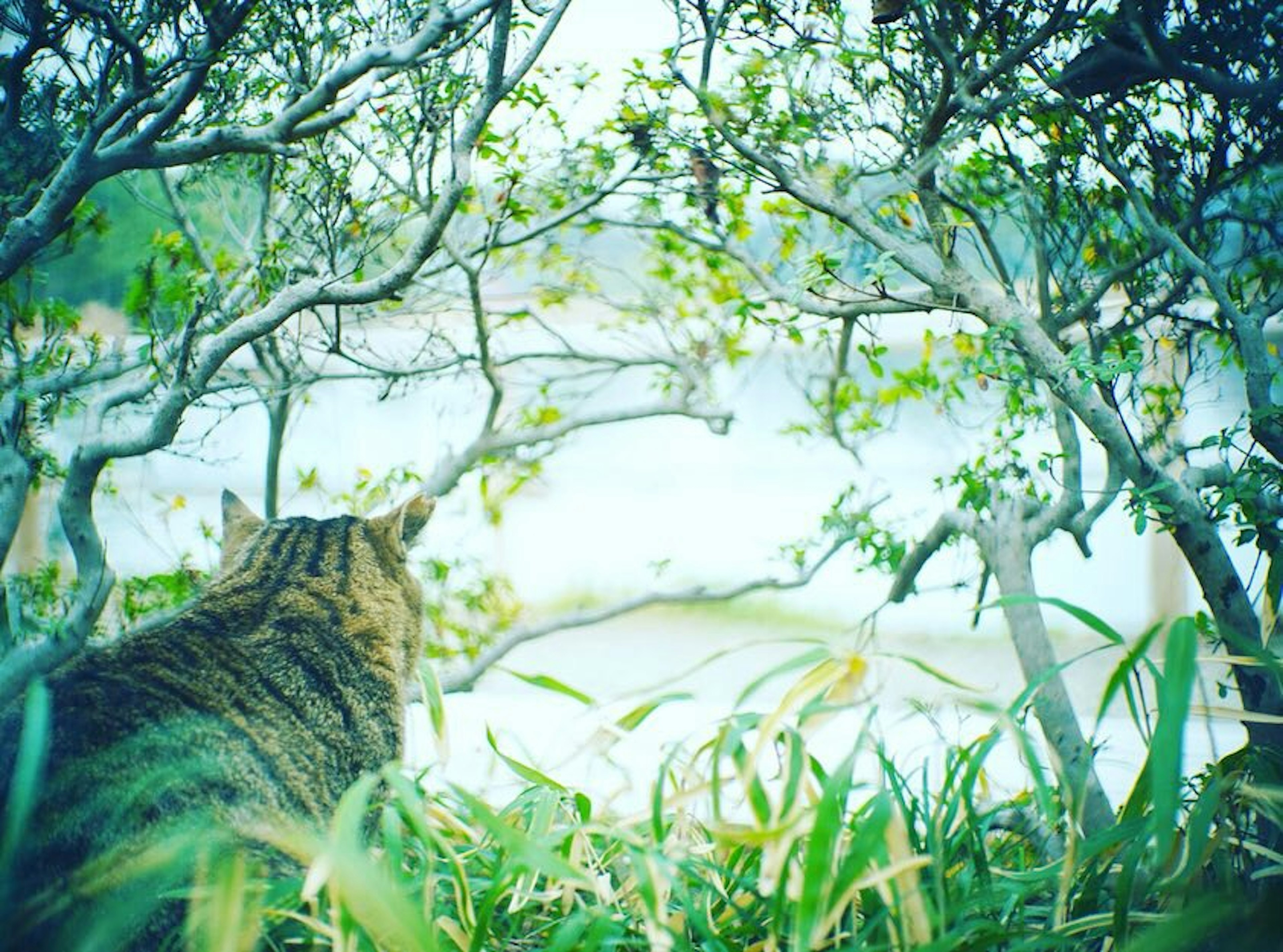 猫が草むらから湖を見つめる風景