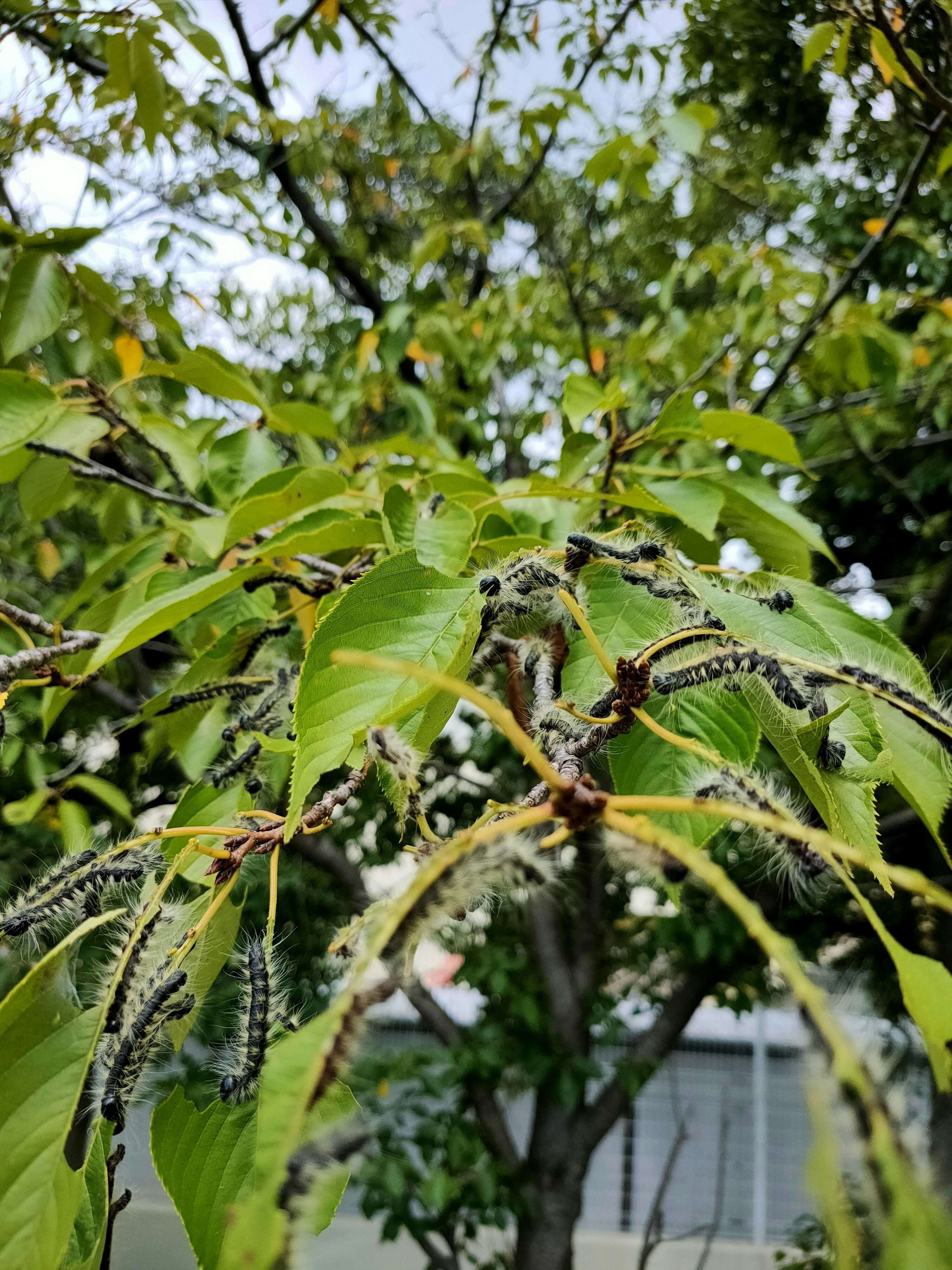 A tree with green leaves and a cluster of caterpillars on the branches