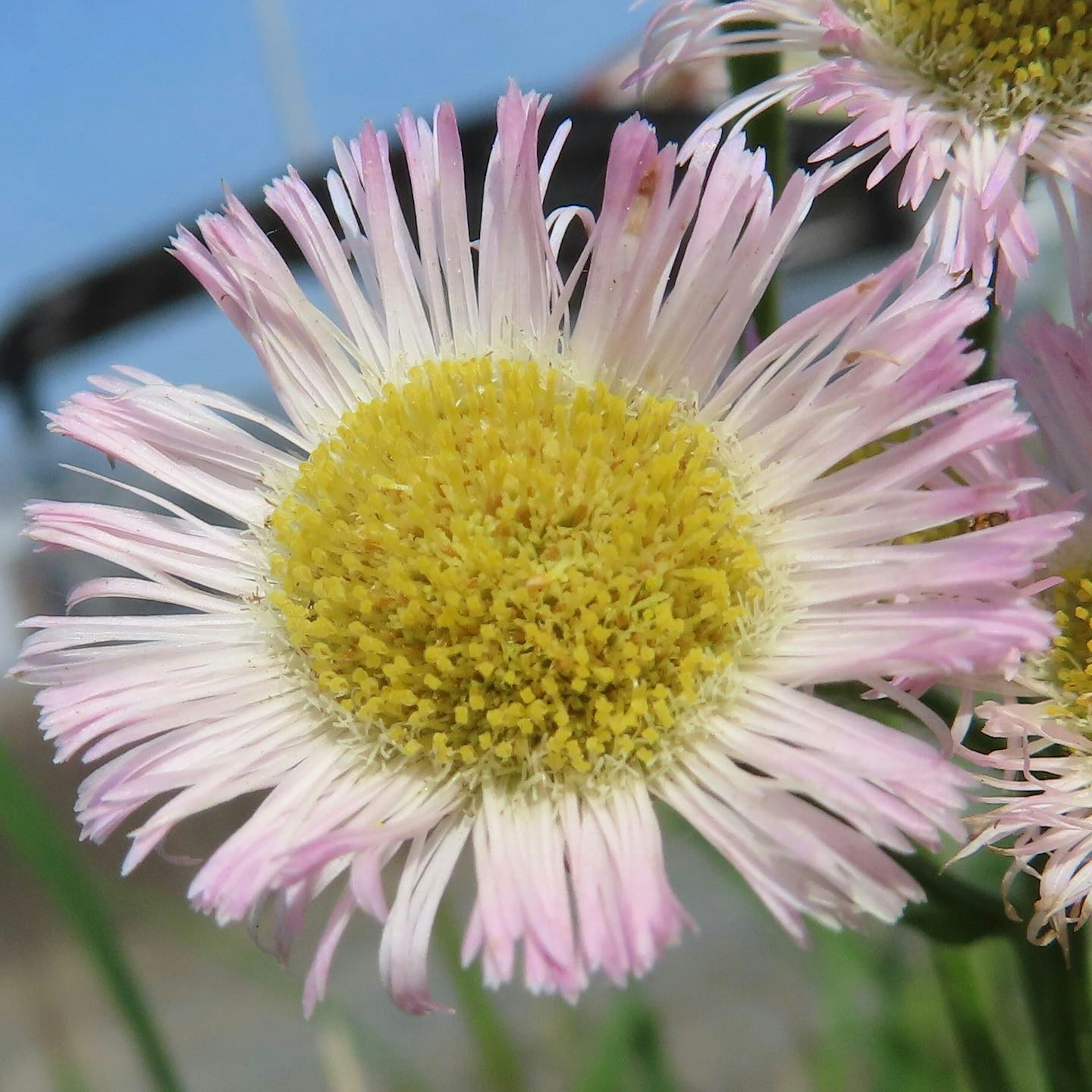 Nahaufnahme einer Blume mit rosa Blütenblättern und einem gelben Zentrum