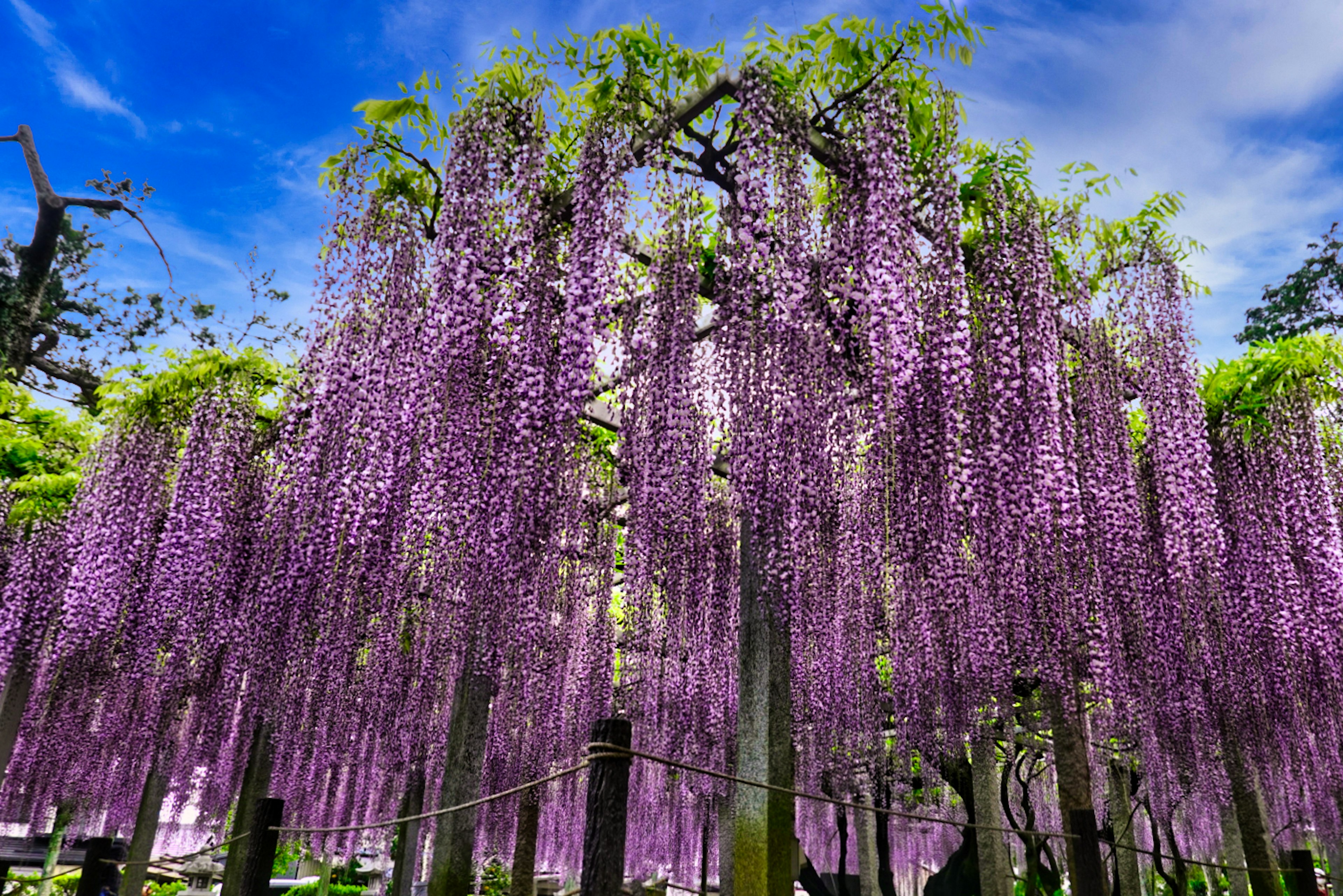 紫色の藤の花が垂れ下がる美しい風景