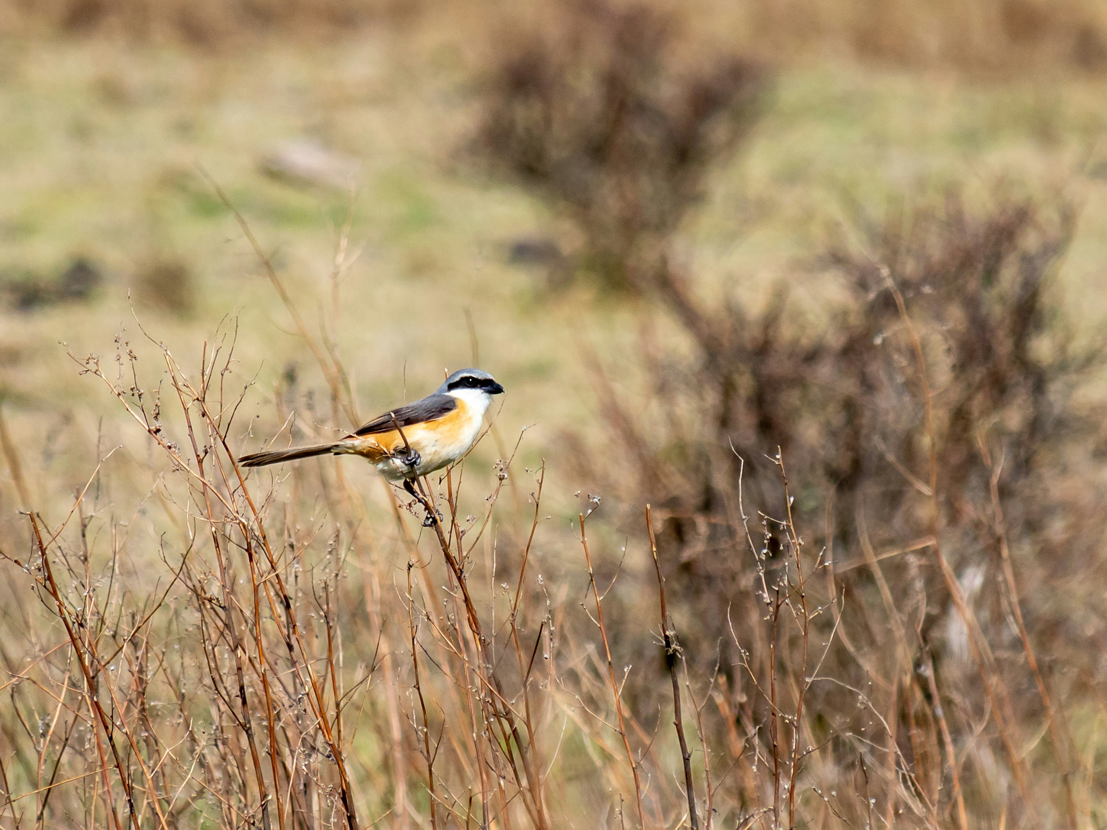 A colorful bird perched on a branch in a grassy field