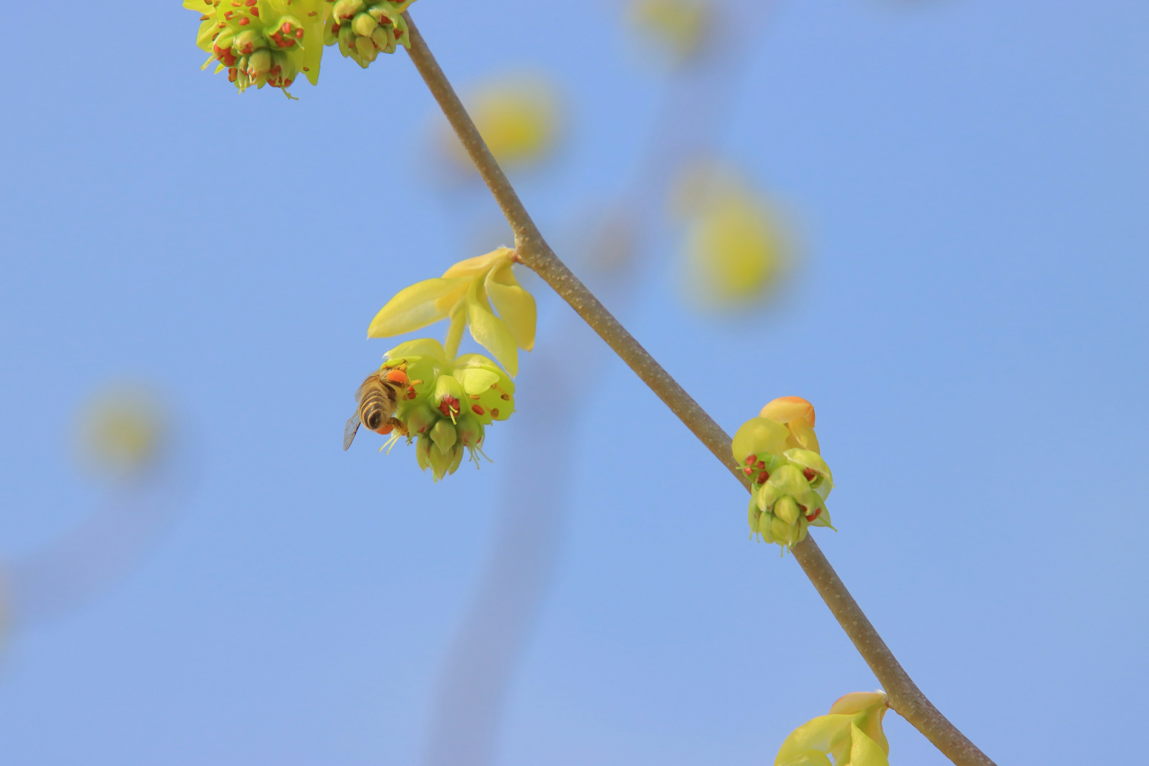 Thin branch with yellow flower buds against a blue sky