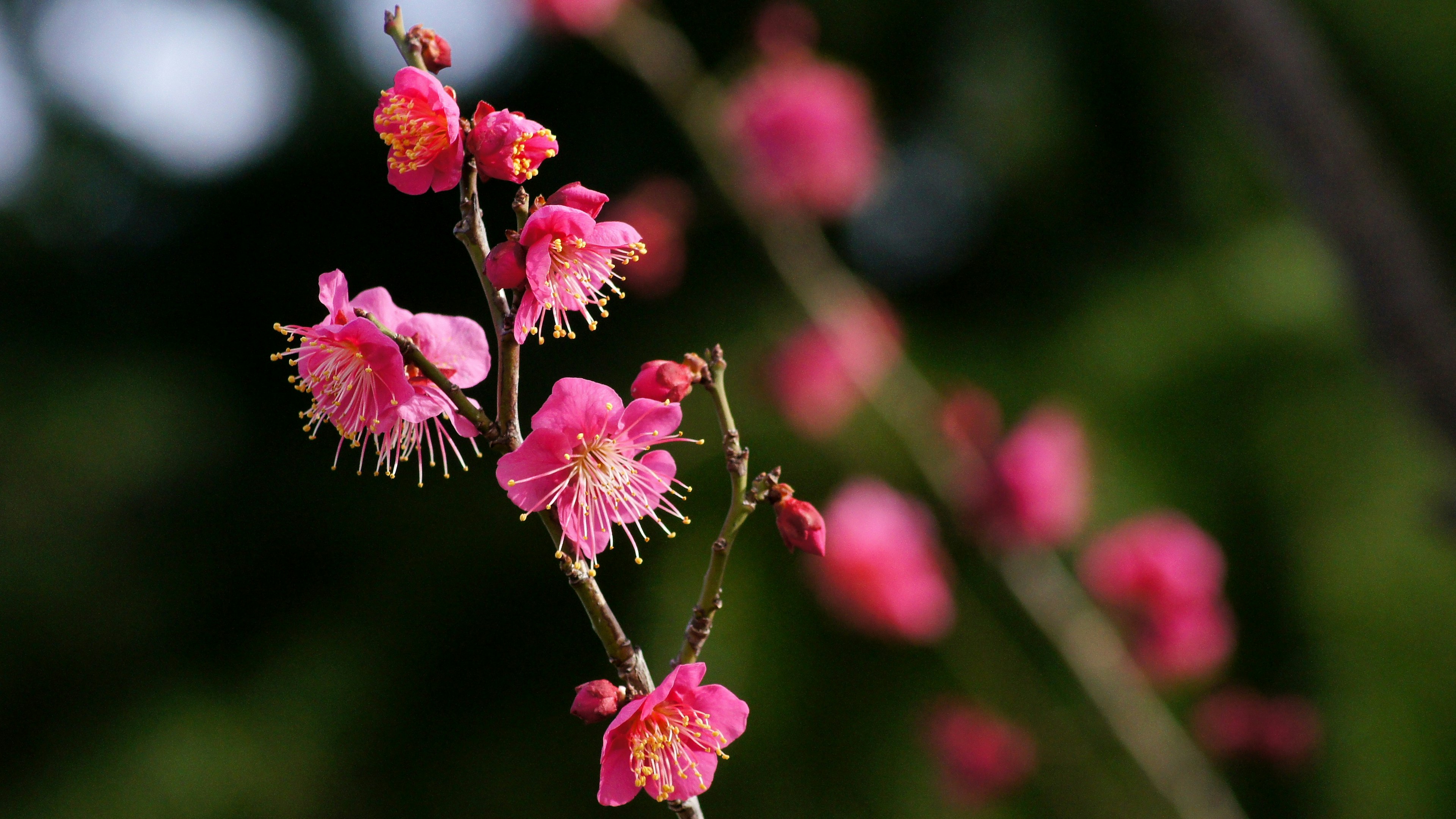 Nahaufnahme eines Zweigs mit rosa Blüten