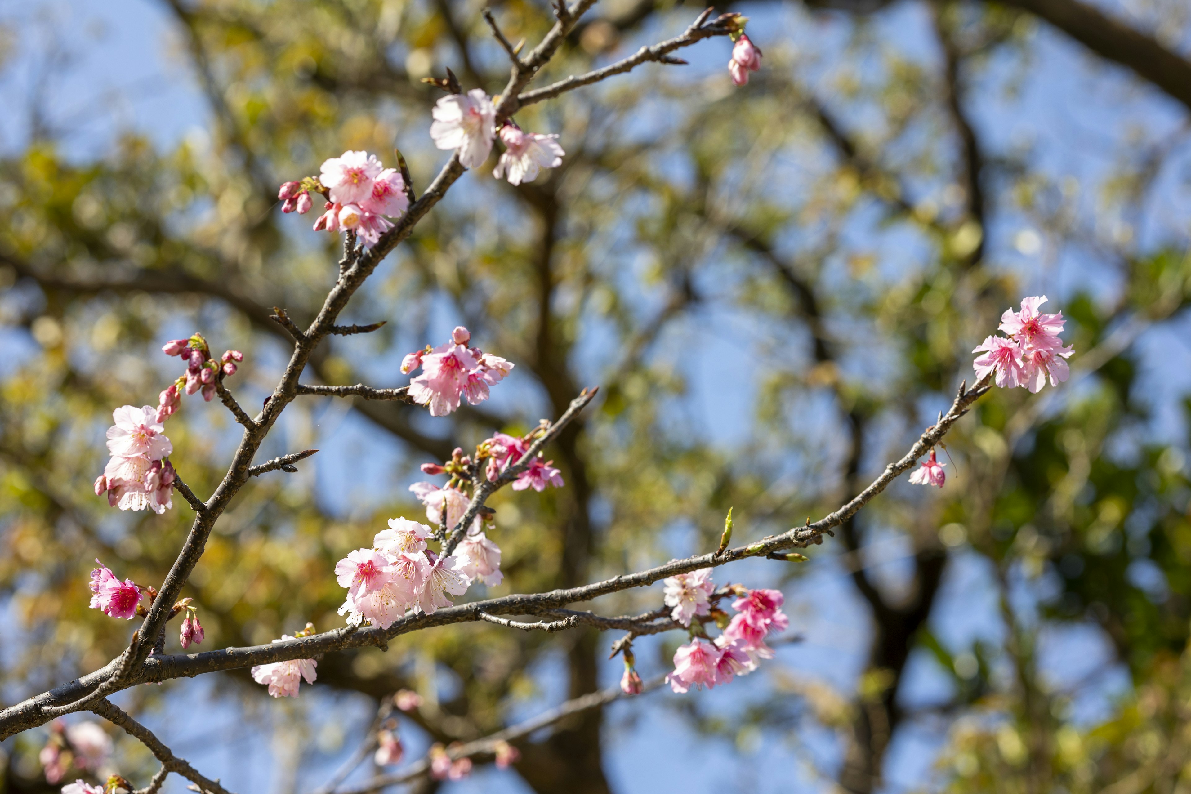 Kirschblüten, die an einem Zweig unter einem blauen Himmel blühen