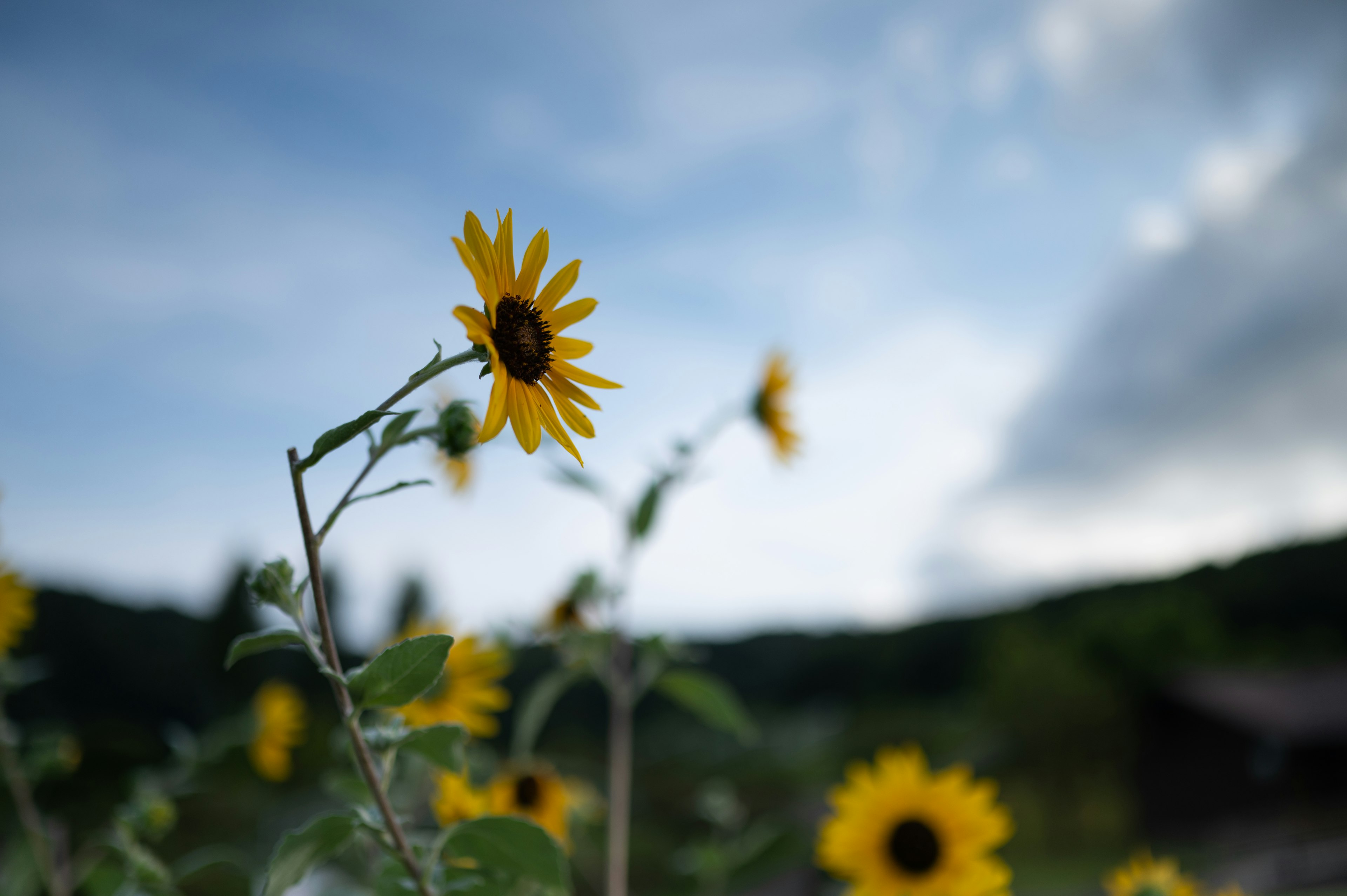 Girasole con cielo blu e nuvole sullo sfondo