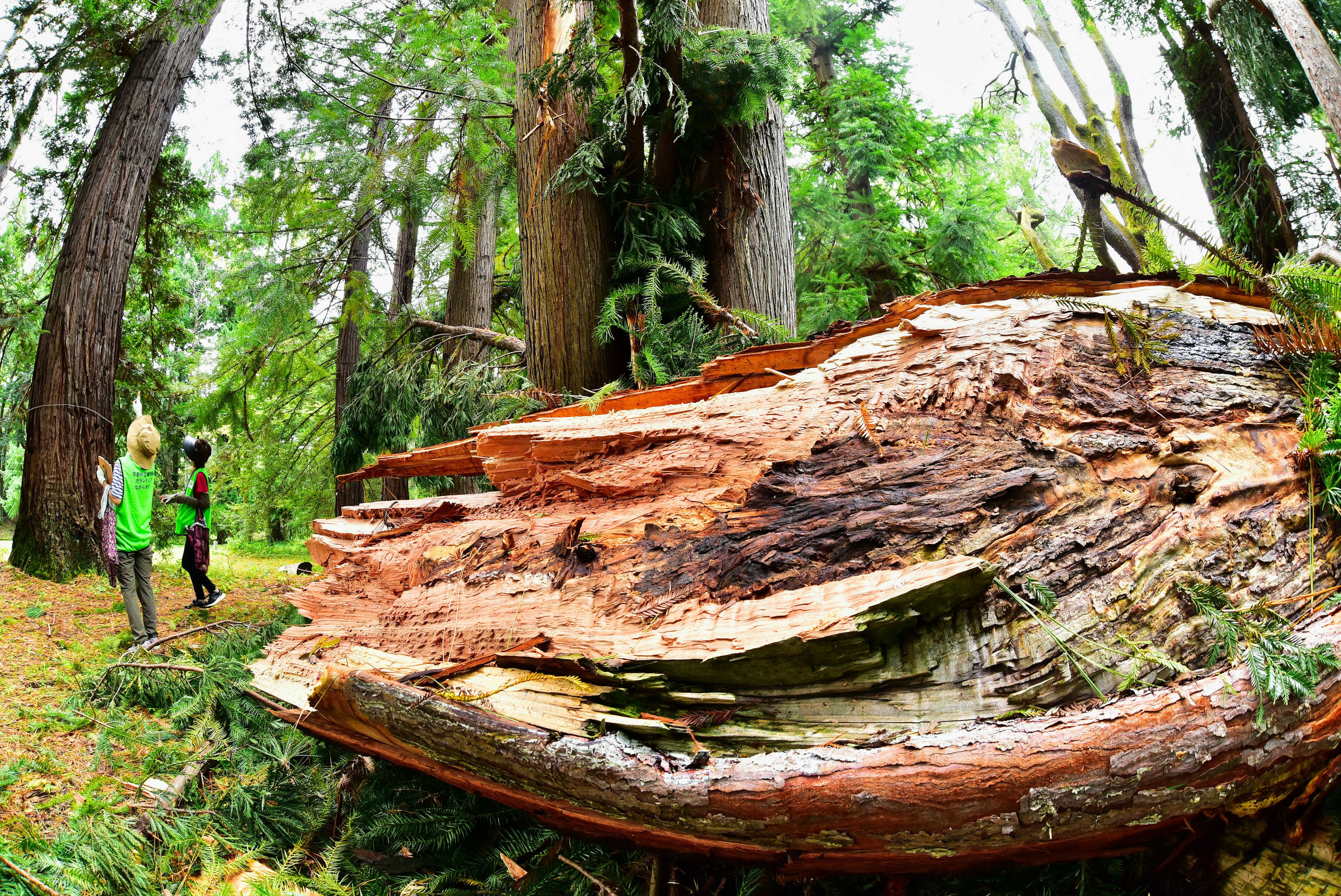 Children playing near a large fallen tree in a lush forest