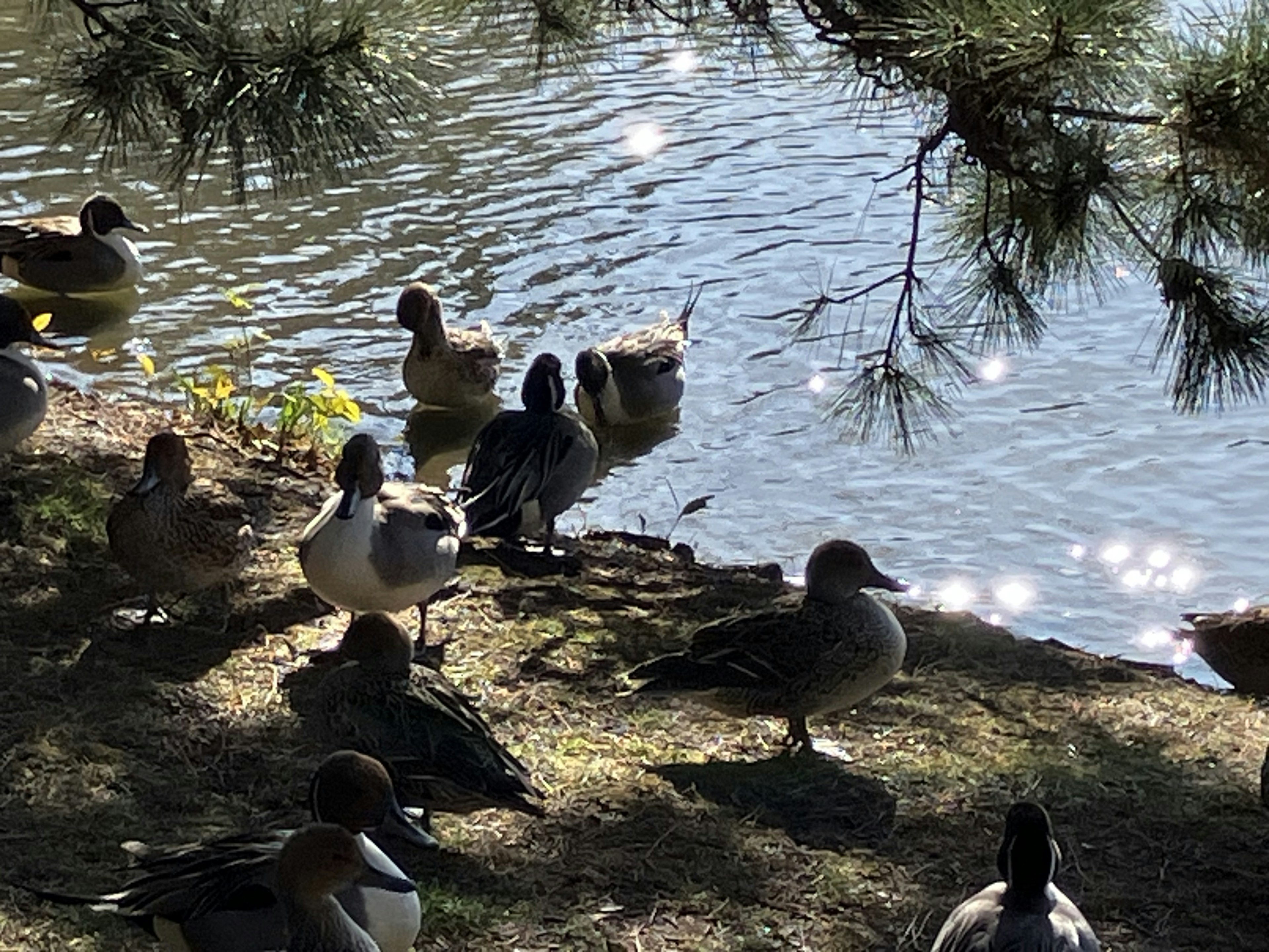 A group of ducks gathered by the water's edge with a serene surface