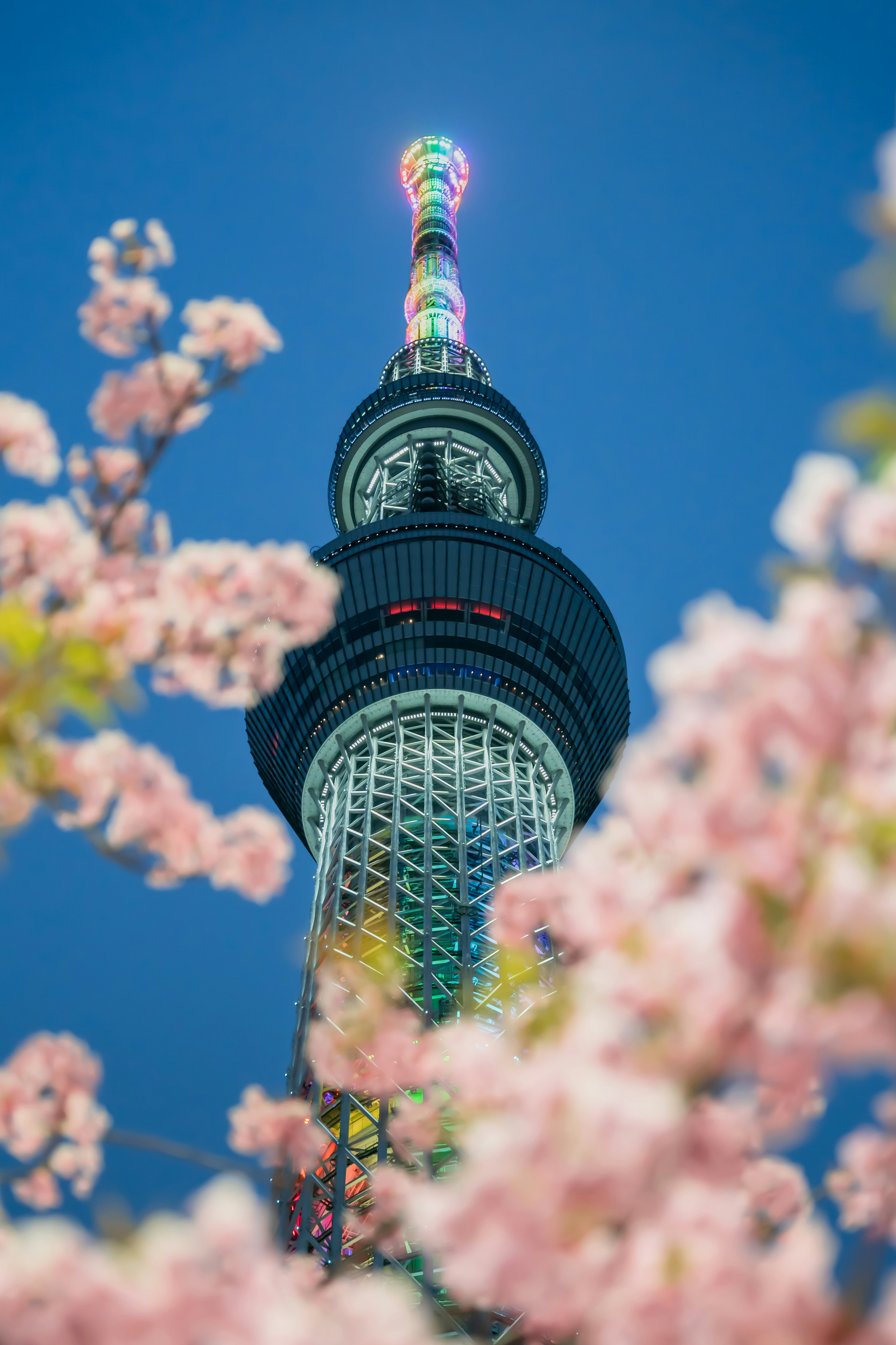 Tokyo Skytree yang indah dibingkai oleh bunga sakura di malam hari