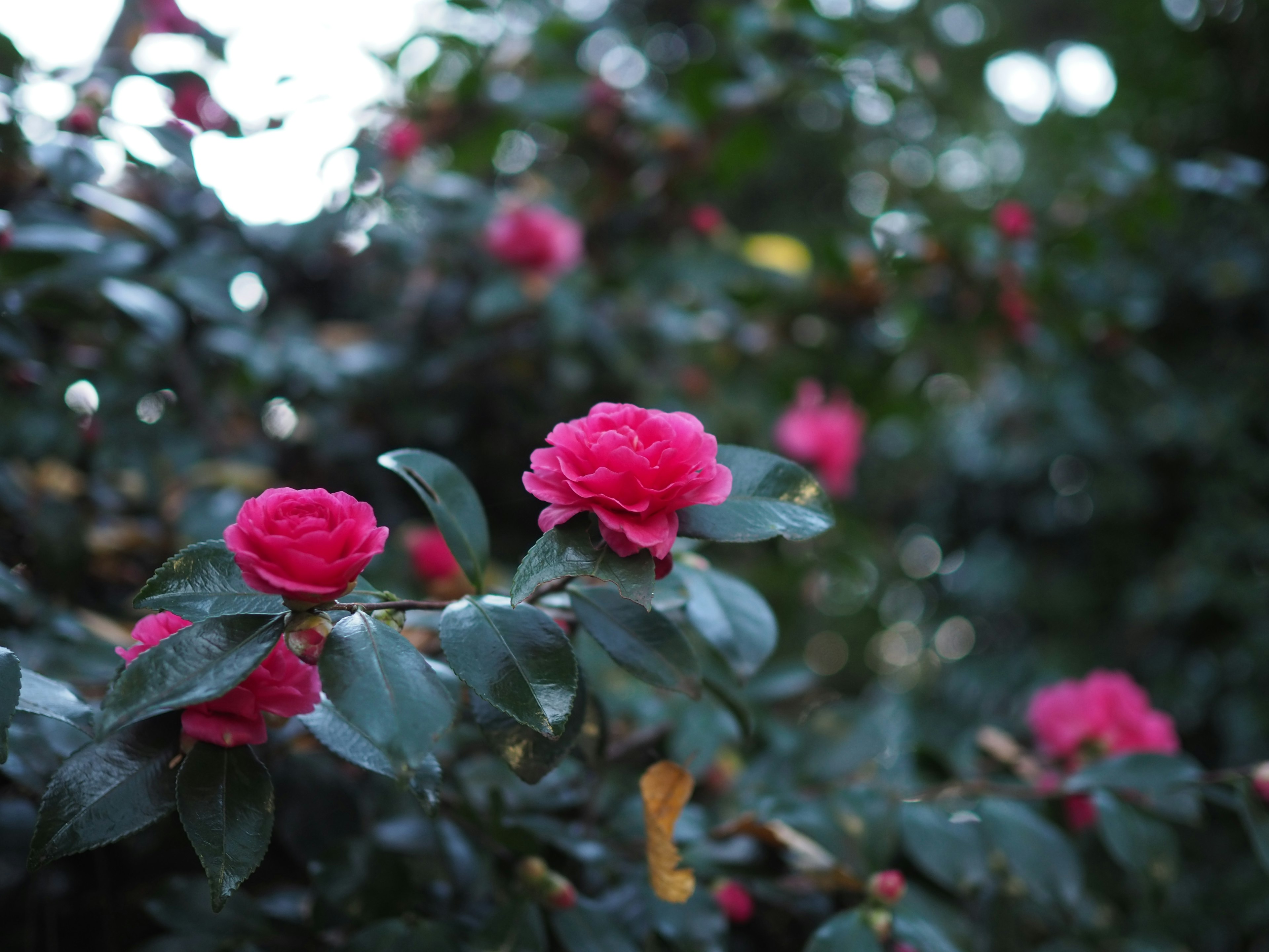 鮮やかなピンクの椿の花が緑の葉に囲まれて咲いている